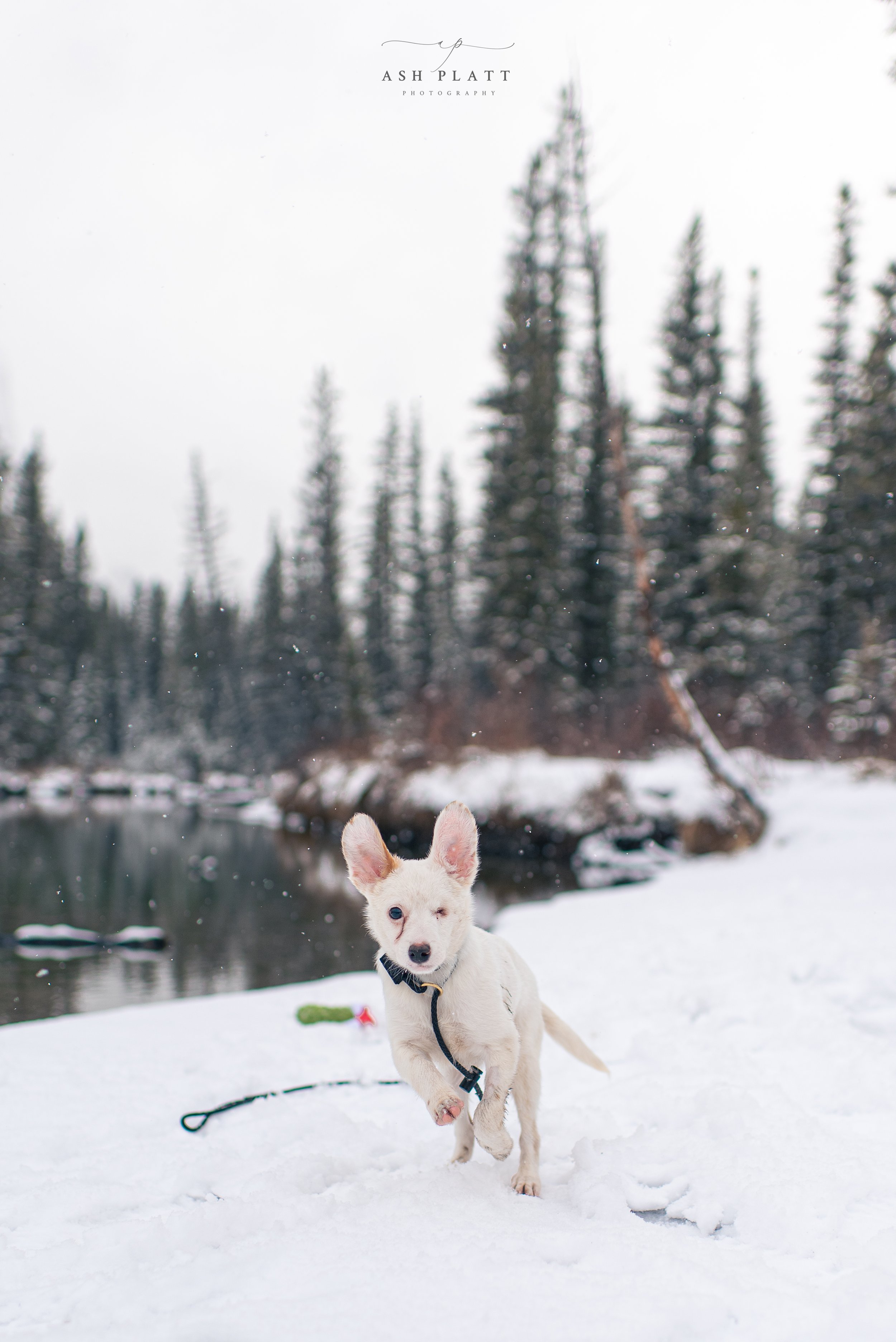 A small white dog with one eye and a black collar, running through snow near a river with pine trees in the background on a snowy day.