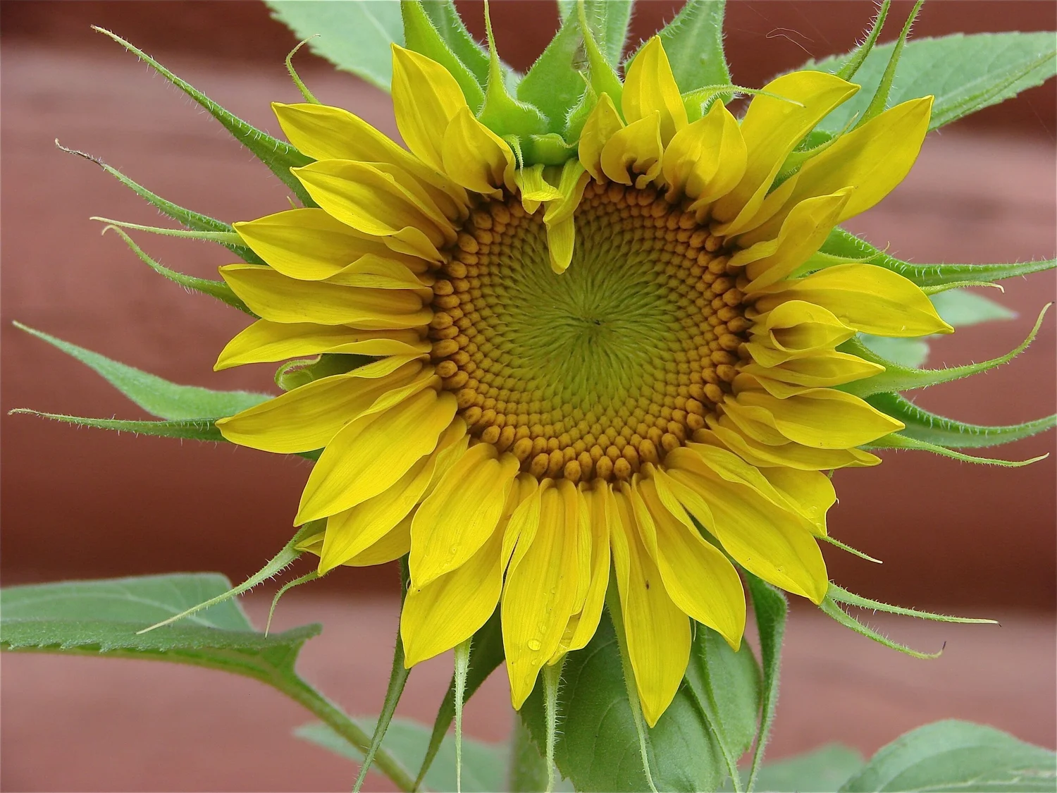 A sunflower in full bloom