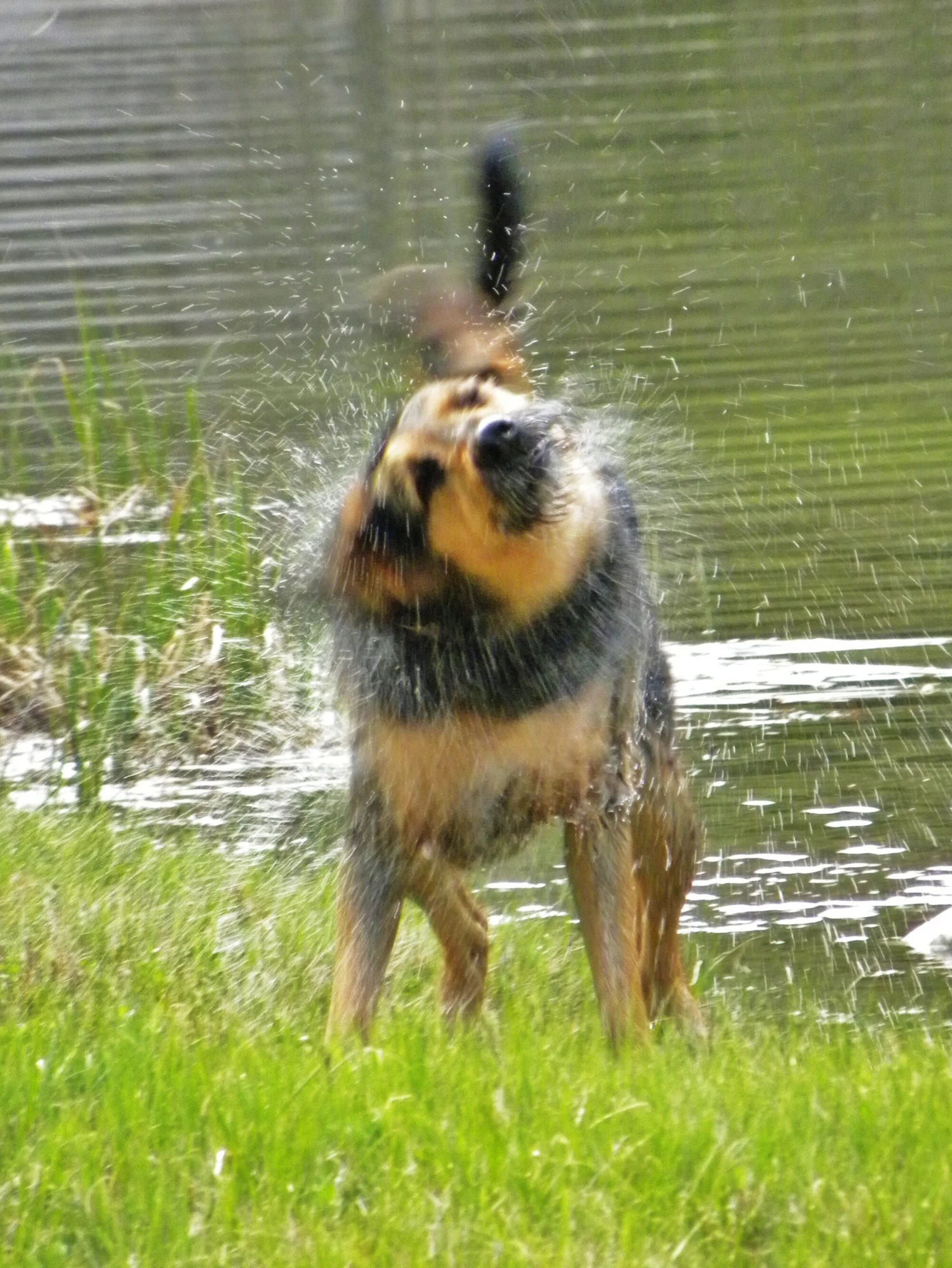 A dog shaking off water beside a pond