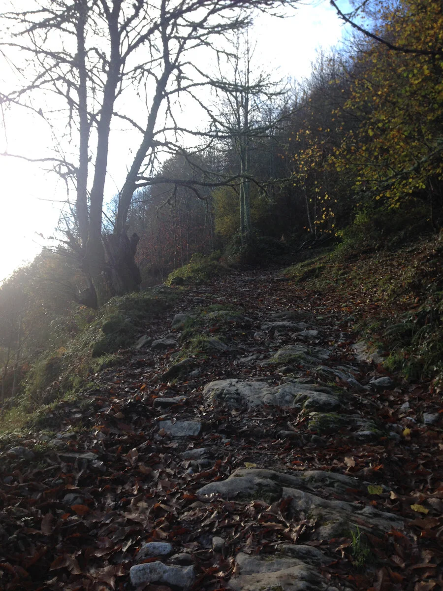 A rocky woodland path climbing toward the light