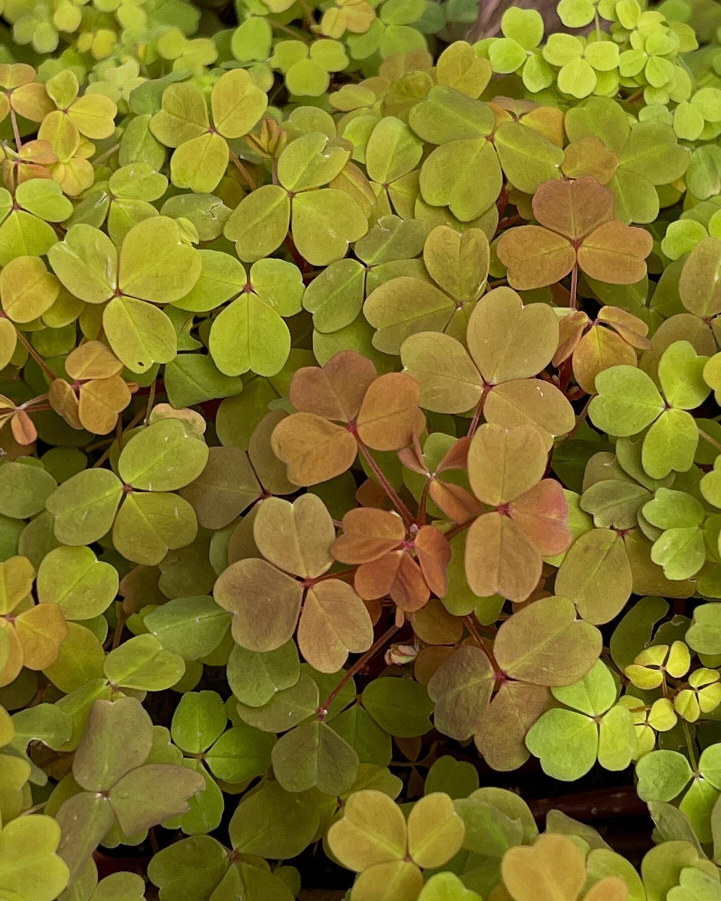 Palette Inspo. 
☘️🤎💚💛☘️

&bull;
&bull;
&bull;
&bull;
&bull;
&bull;
&bull;
#palette #paletteinspo #nature #spring #chartreuse #earthyvibes #color