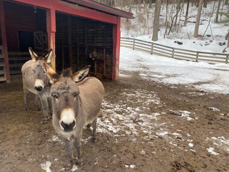 Exploring the woods and bonding with rescue donkeys along the Housatonic River.