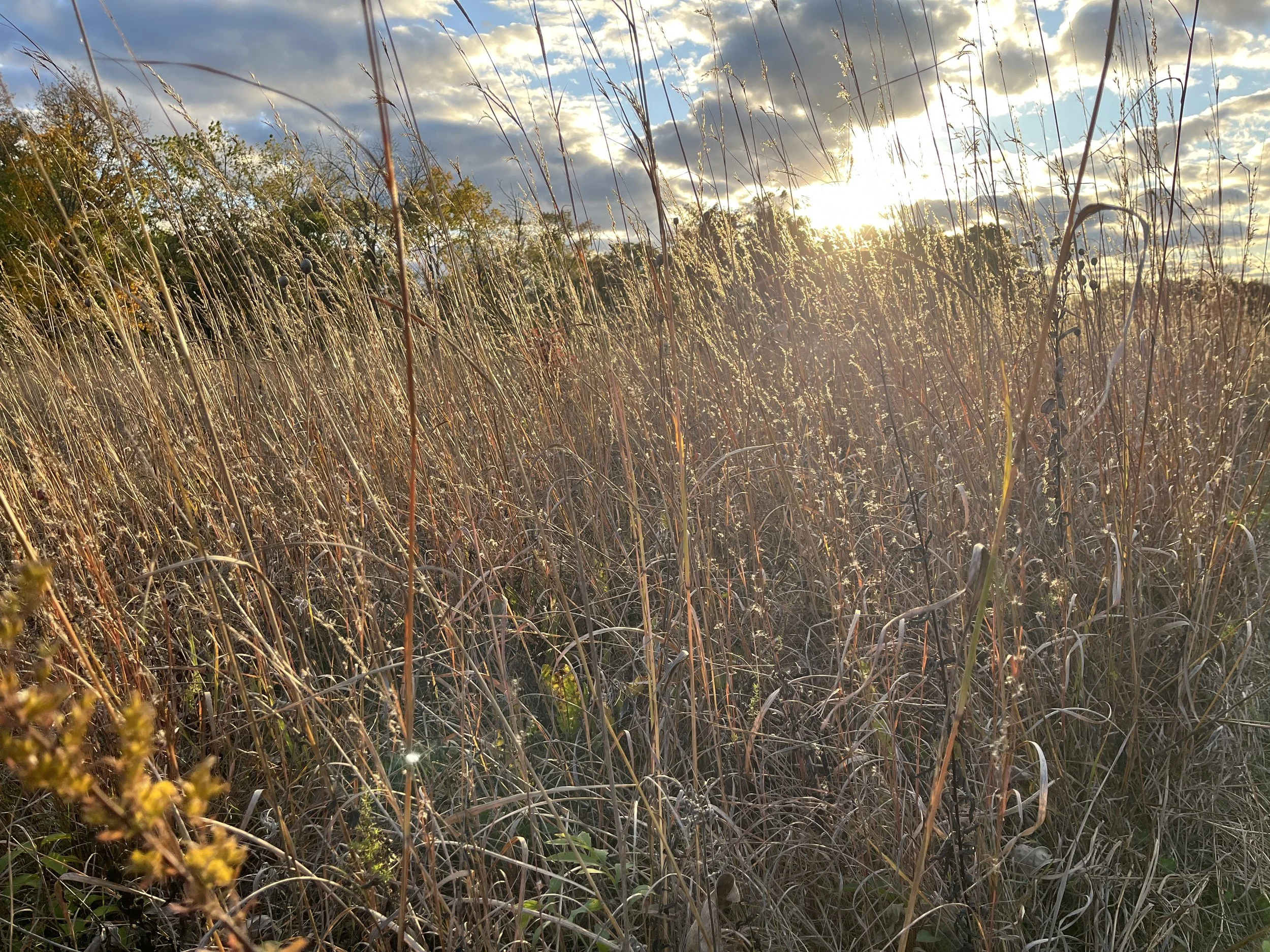 November 8th Volunteer Opportunity