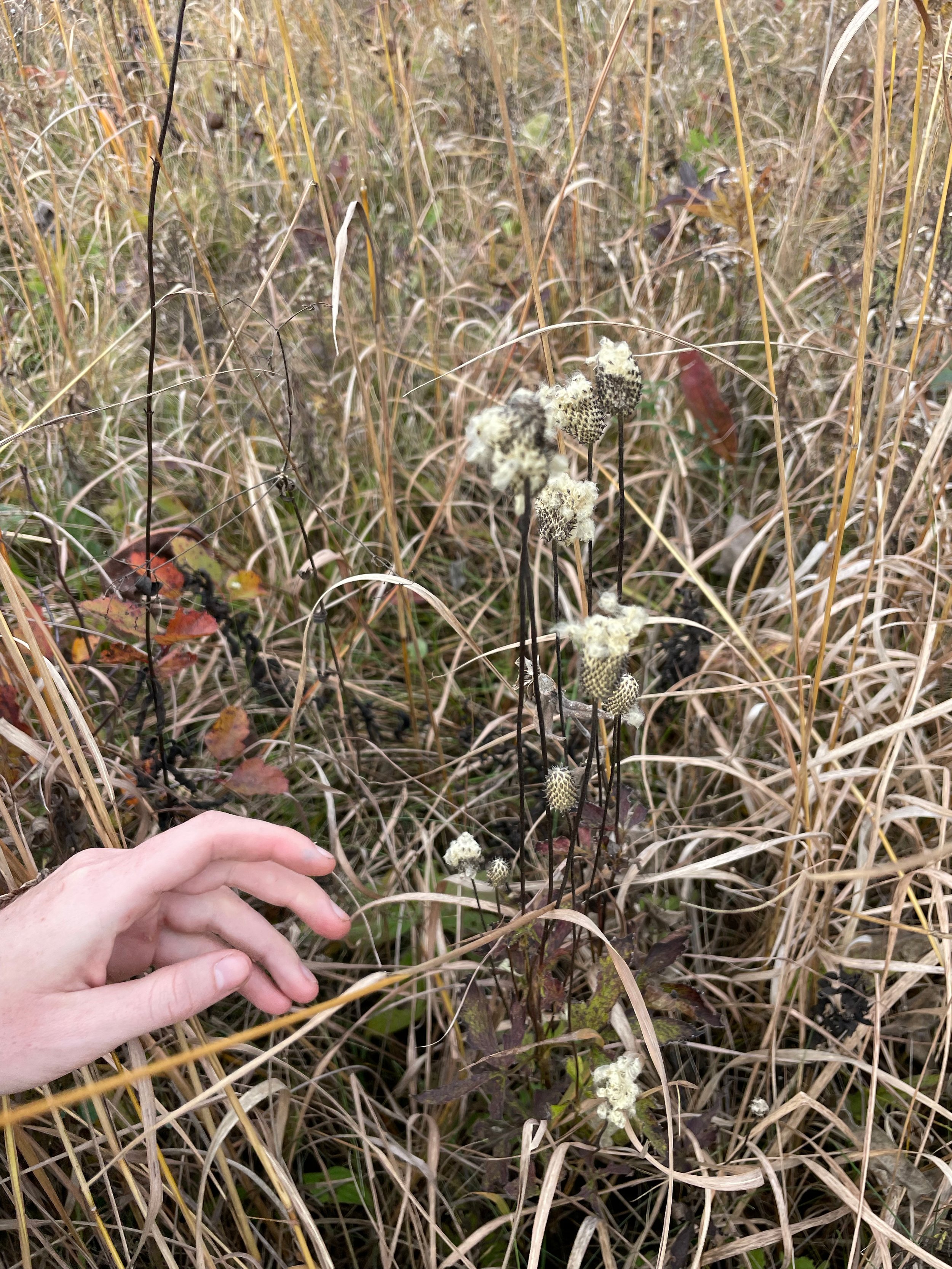 Collecting seeds. Photo : Jess Sladek