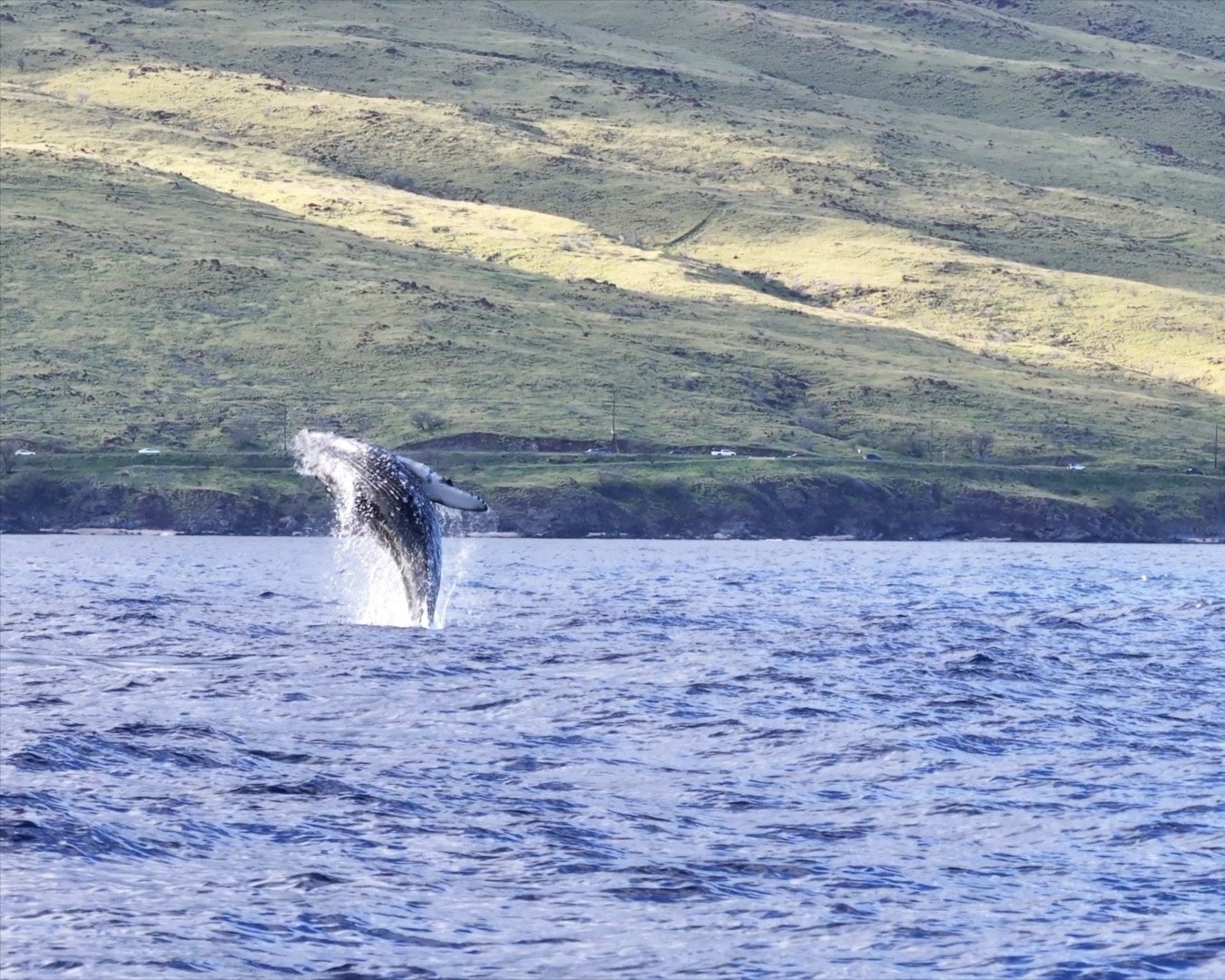 Custom+Charter+Sunset+Whale+Watch+8.jpg