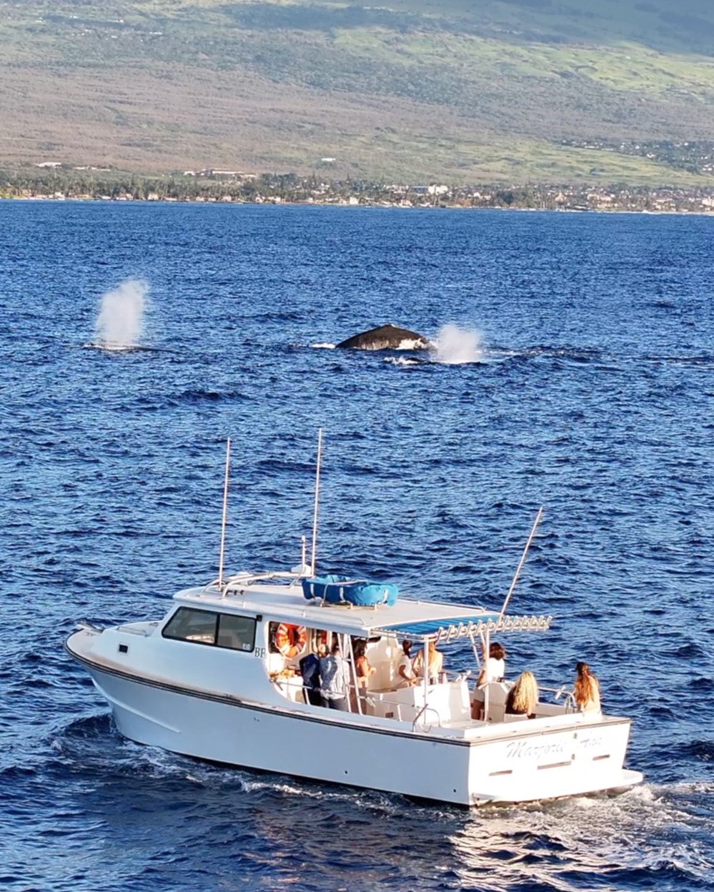 maalaea-whale-watch.jpg