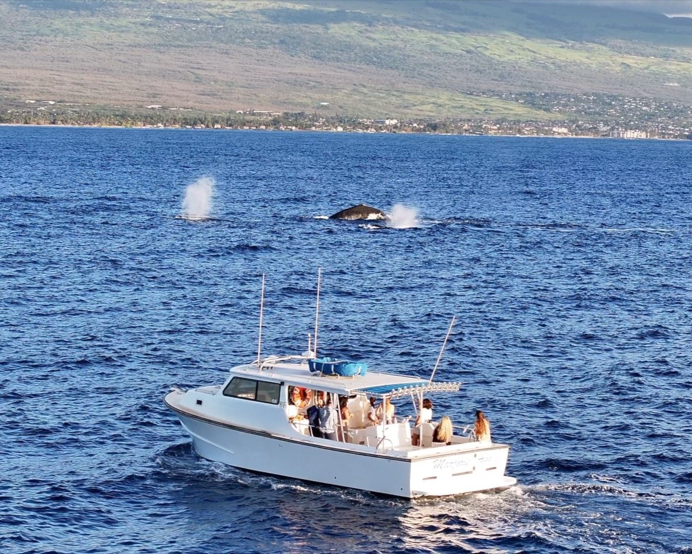 Custom+Charter+Sunset+Whale+Watch+1.jpg