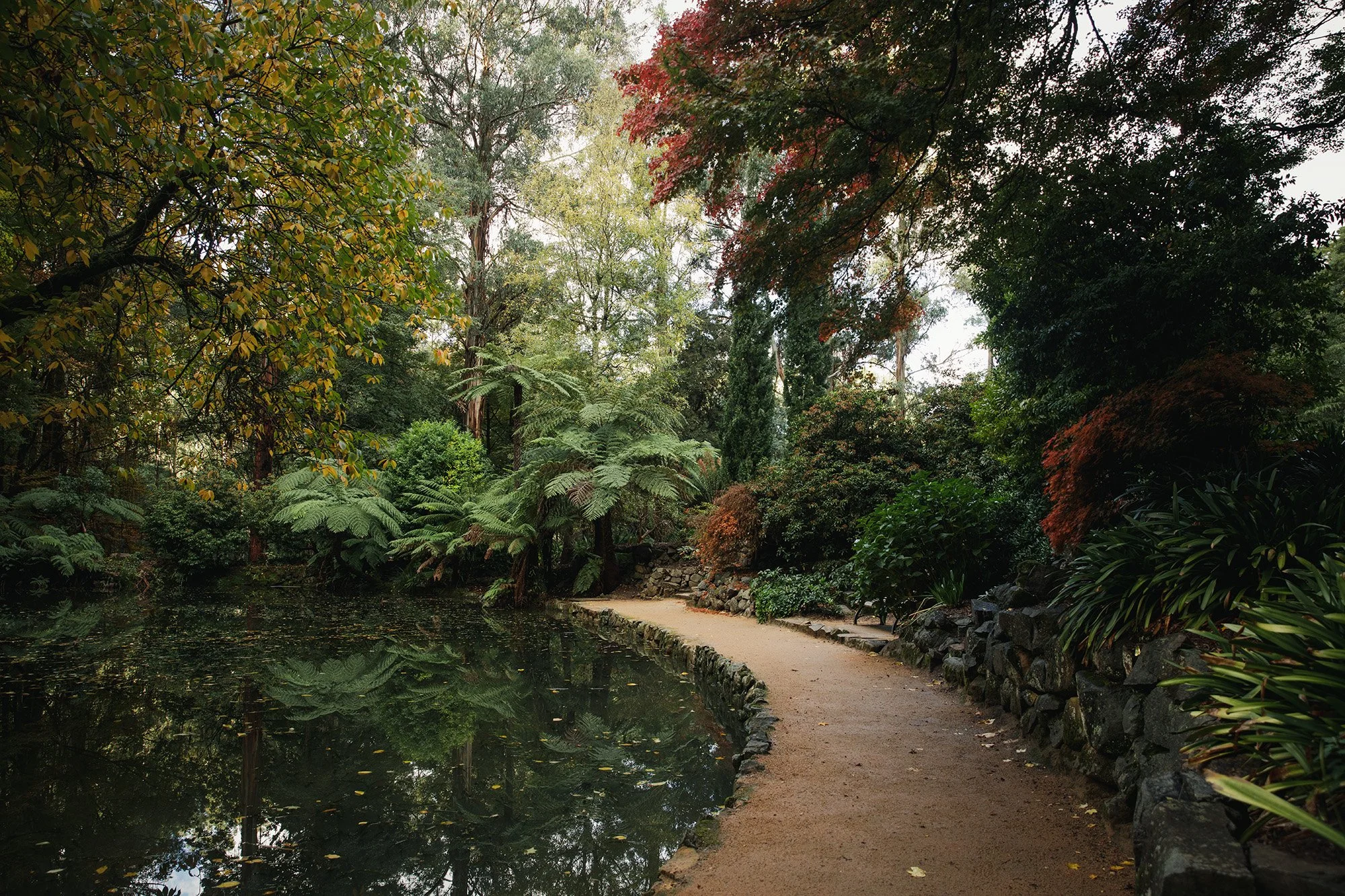 Parks Victoria Dandenong Ranges 053A3729.jpg
