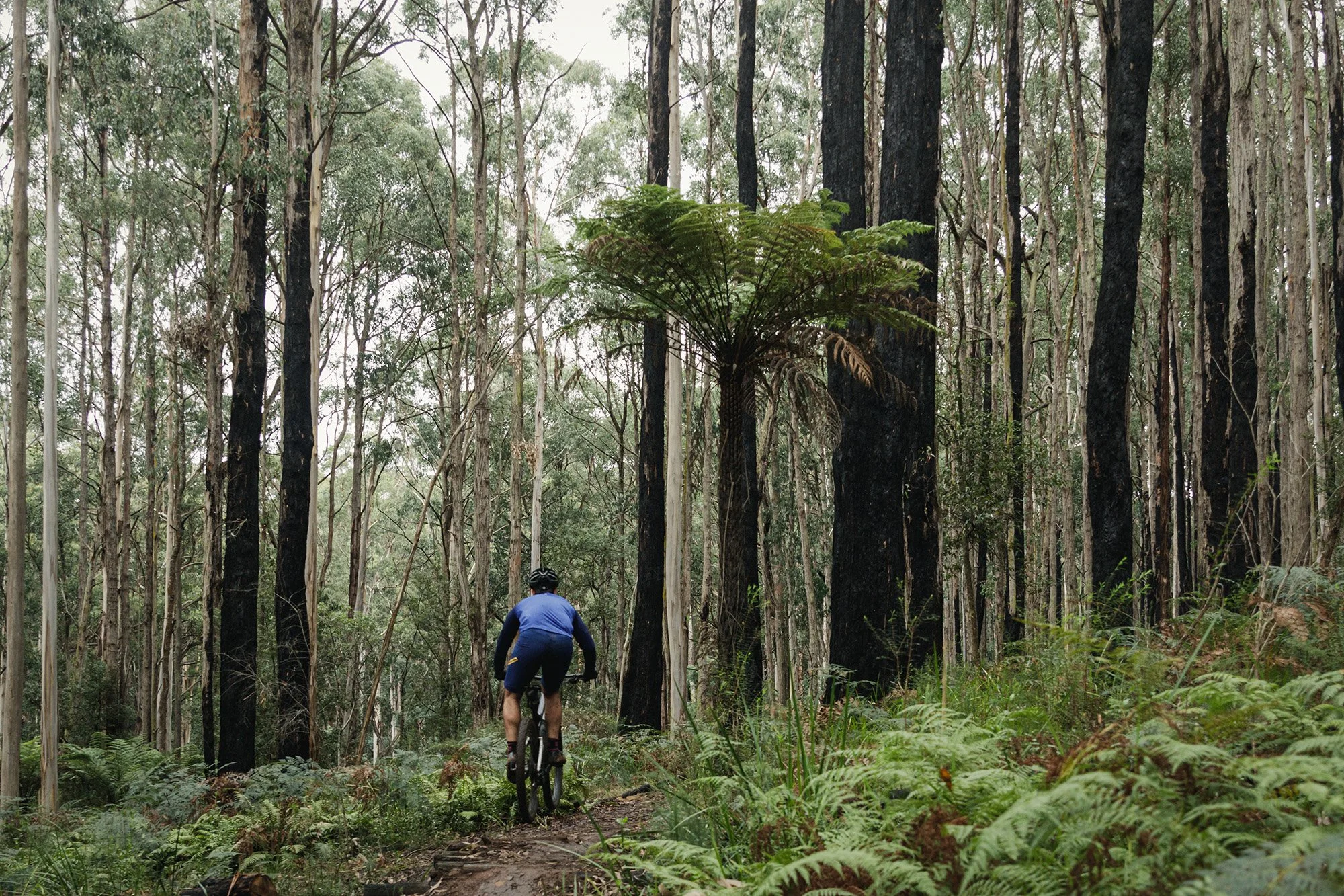 Parks Victoria Dandenong Ranges 053A3909.jpg