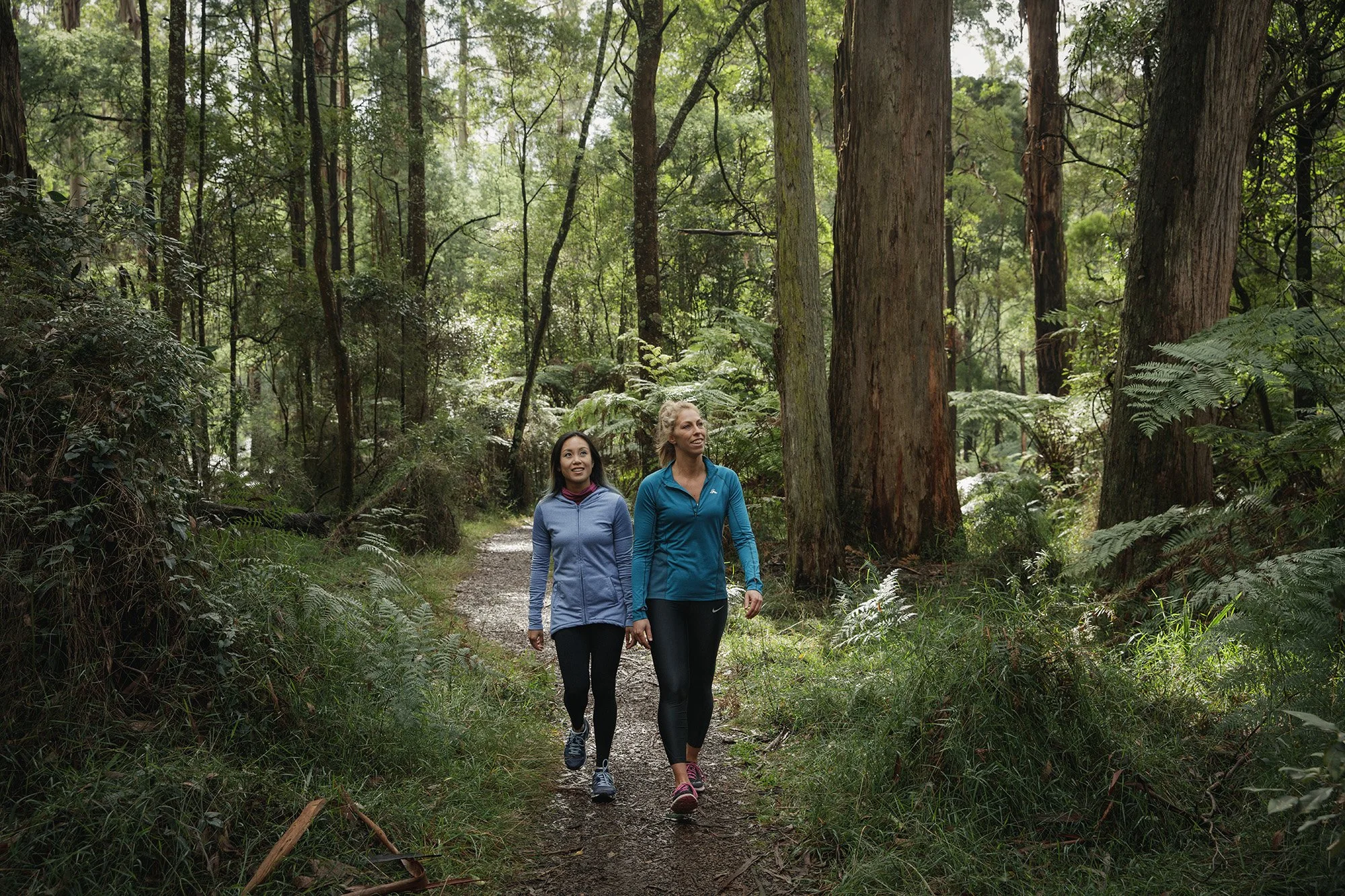 Parks Victoria Dandenong Ranges 053A3350.jpg