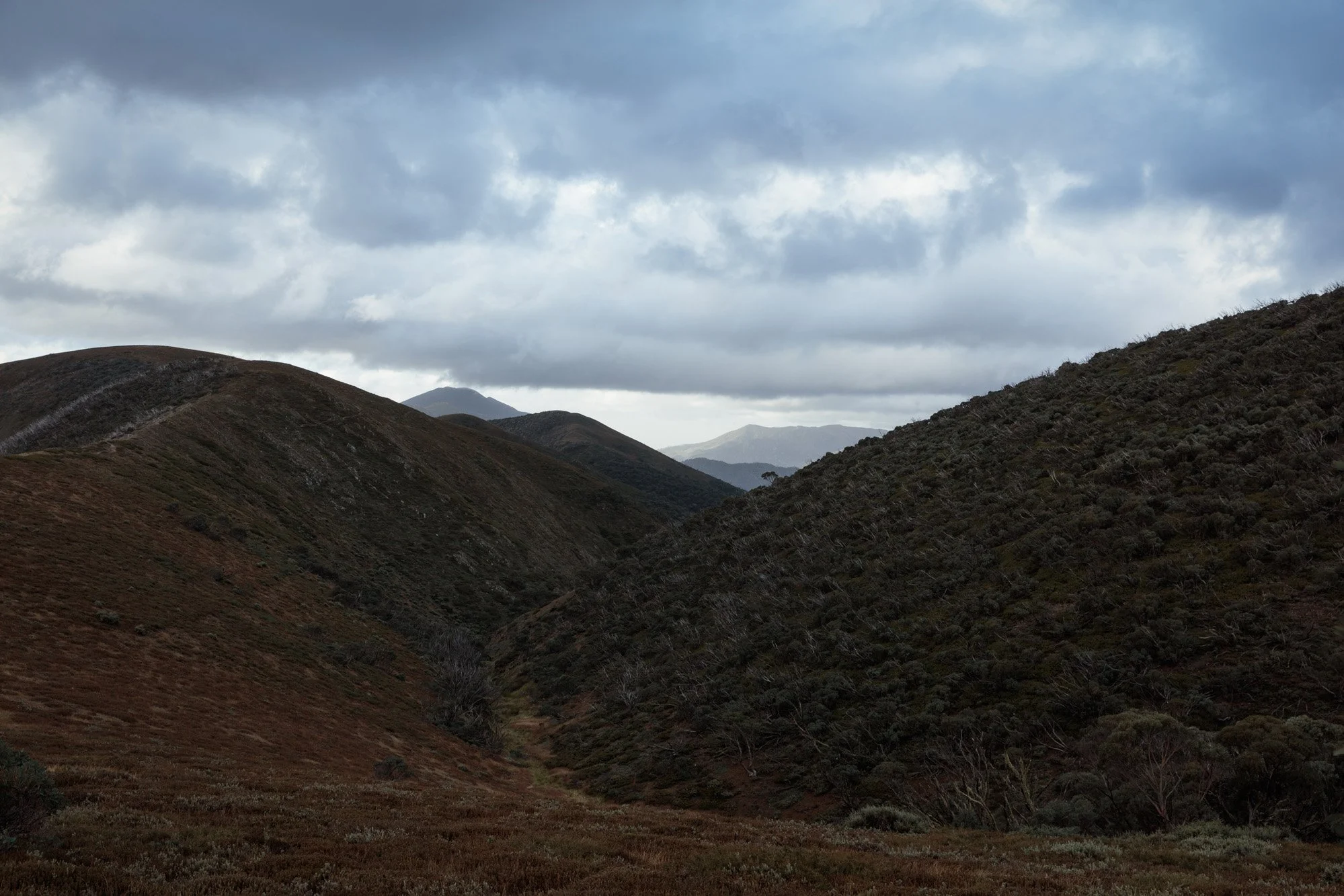 Parks Victoria Alpine National Park 053A5801.jpg