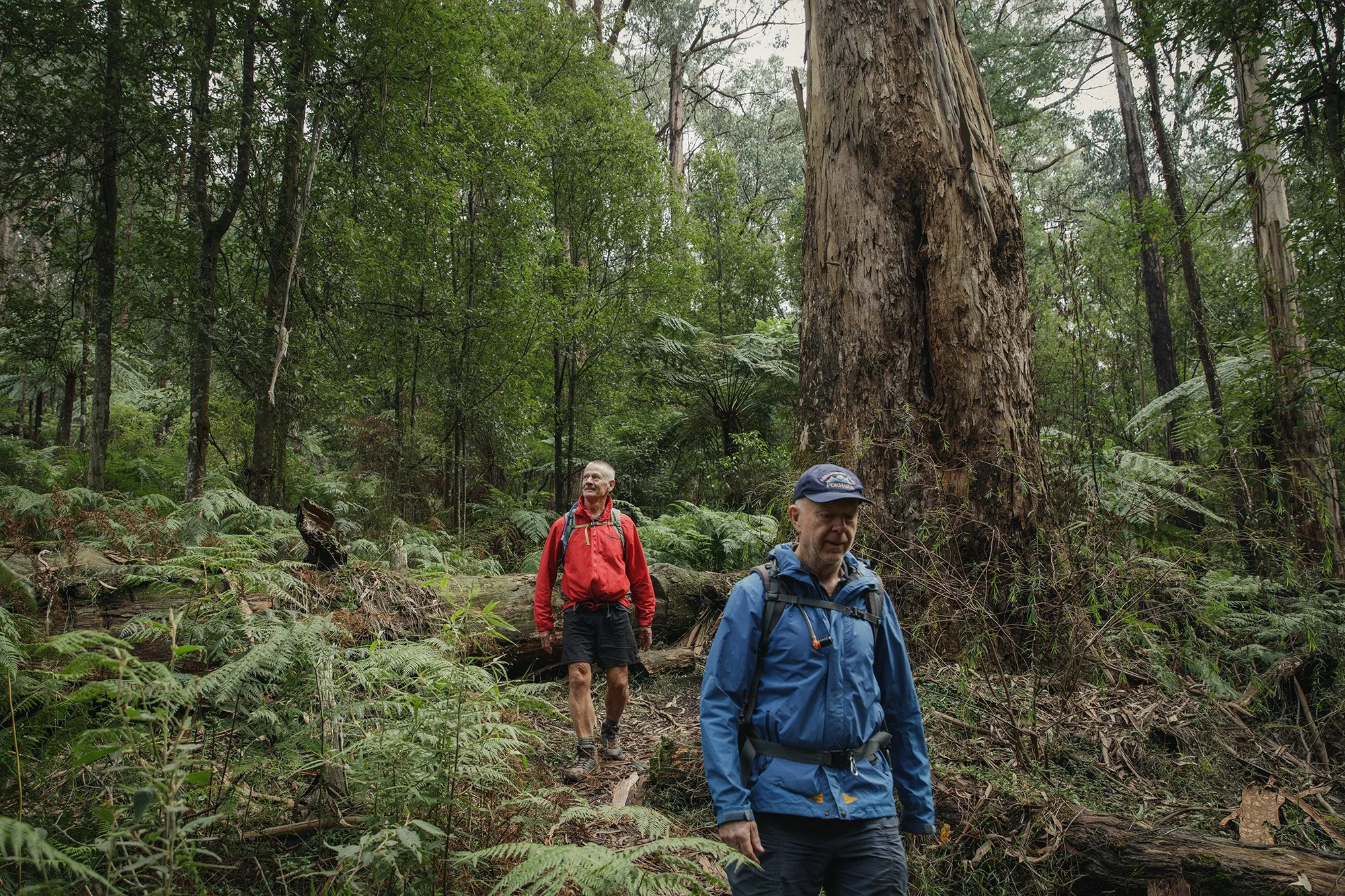Parks Victoria Dandenong Ranges 053A4078.jpg