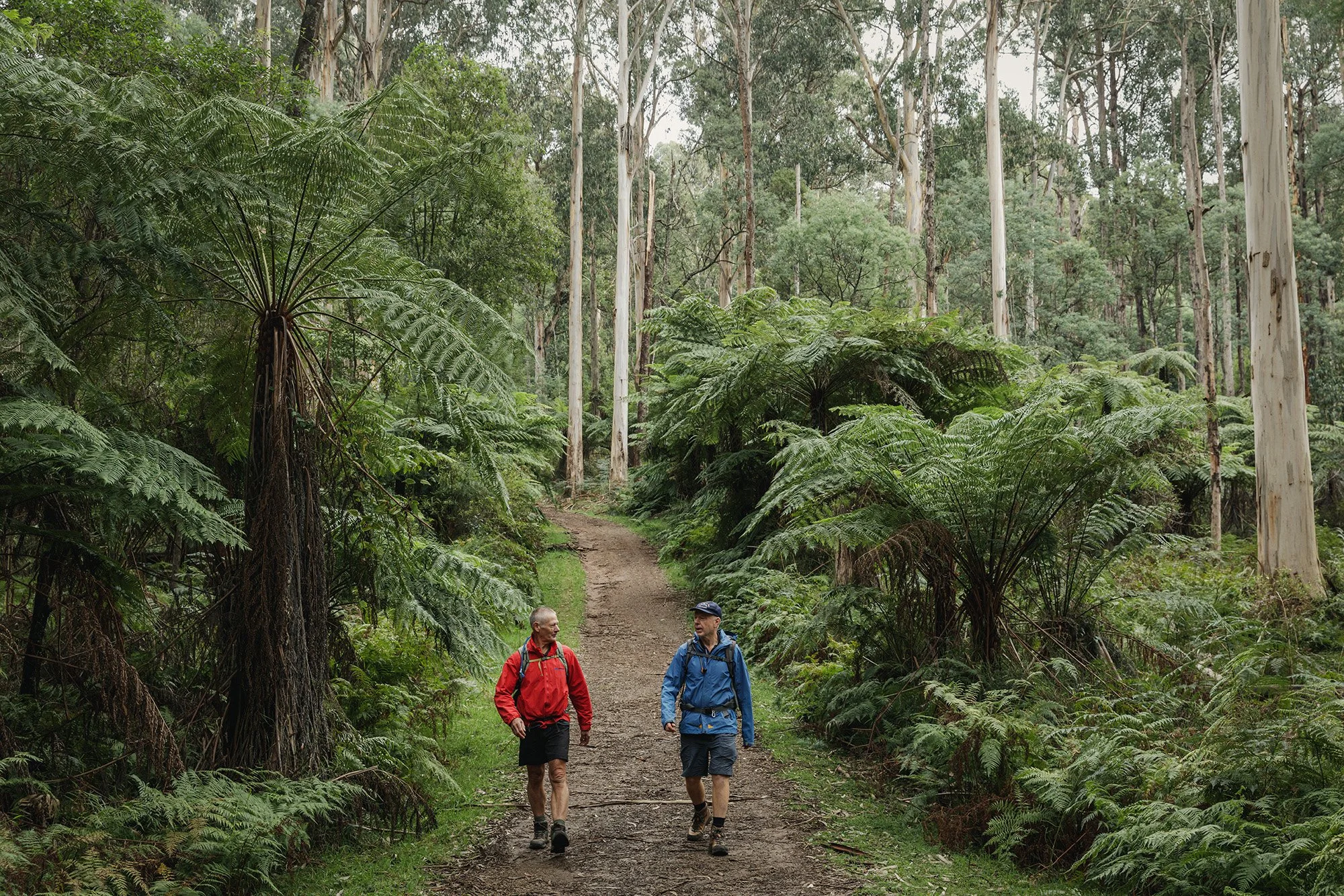 Parks Victoria Dandenong Ranges 053A4008.jpg
