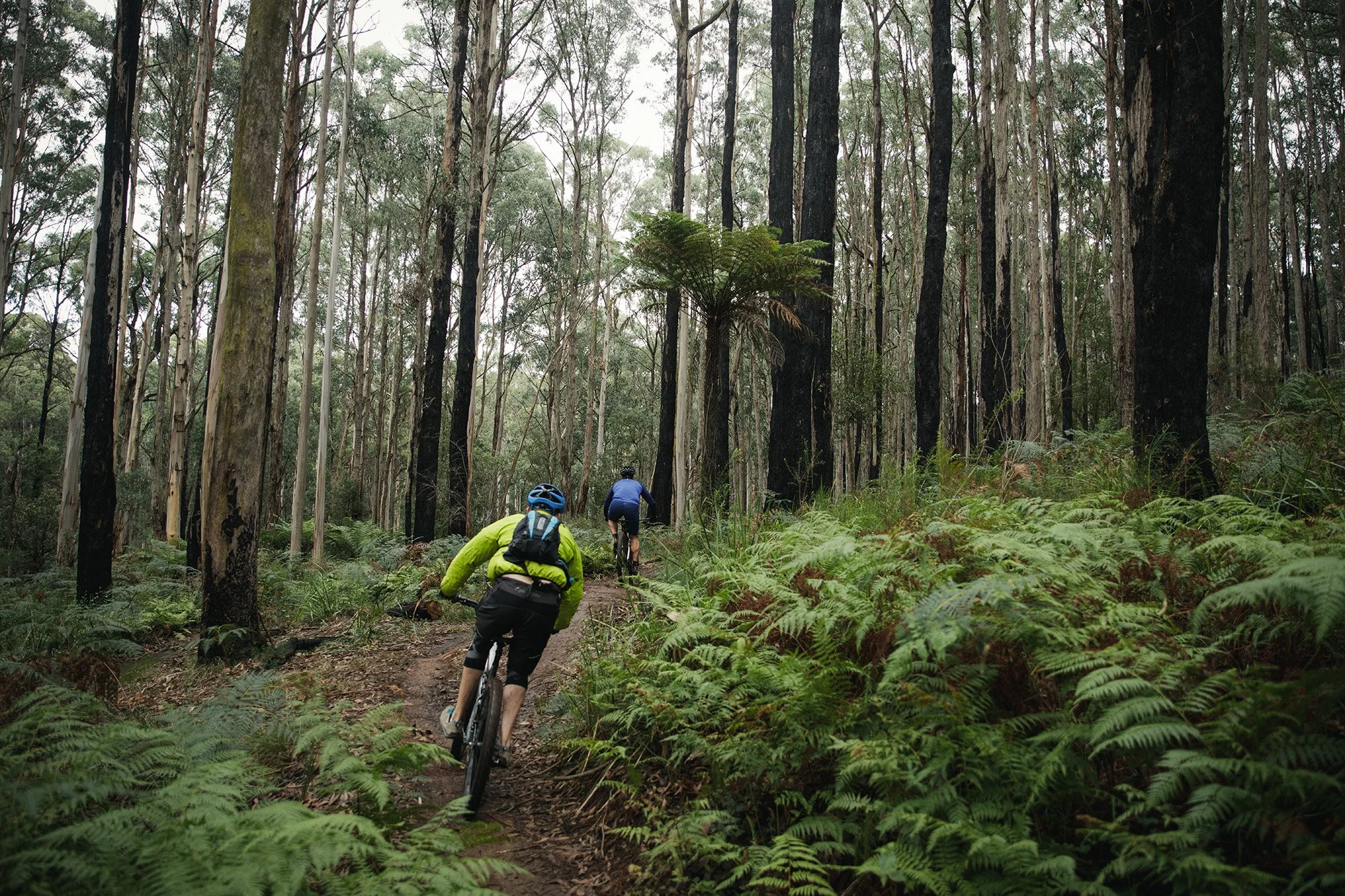 Parks Victoria Dandenong Ranges 053A3896.jpg