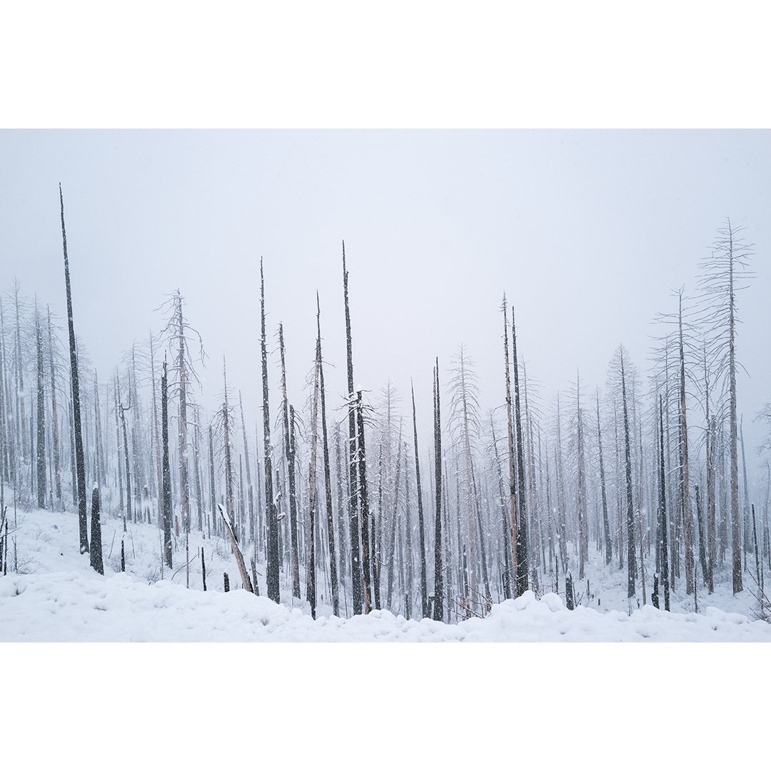 Winter Remains