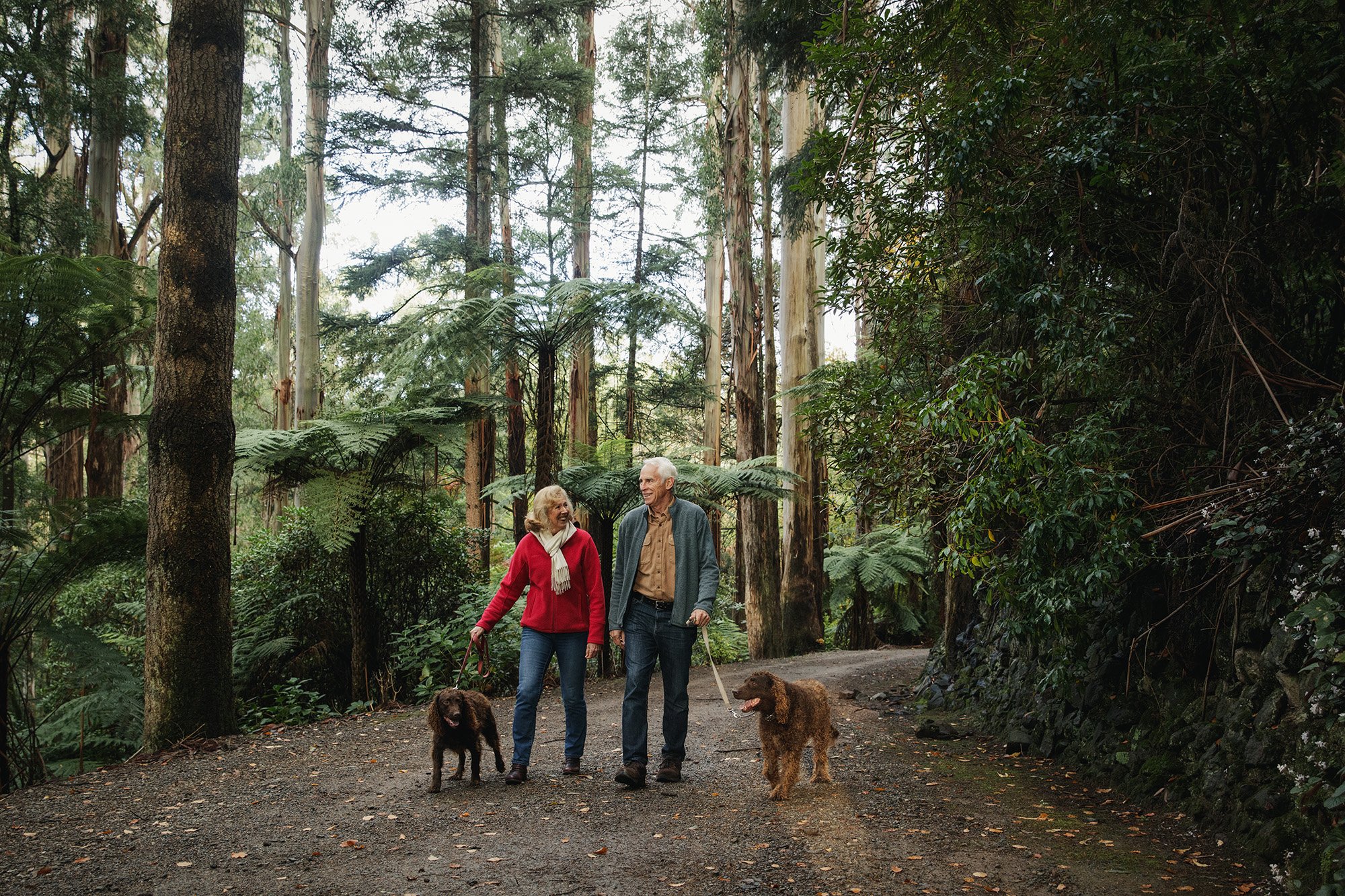 Parks Victoria Dandenong Ranges 053A3692.jpg