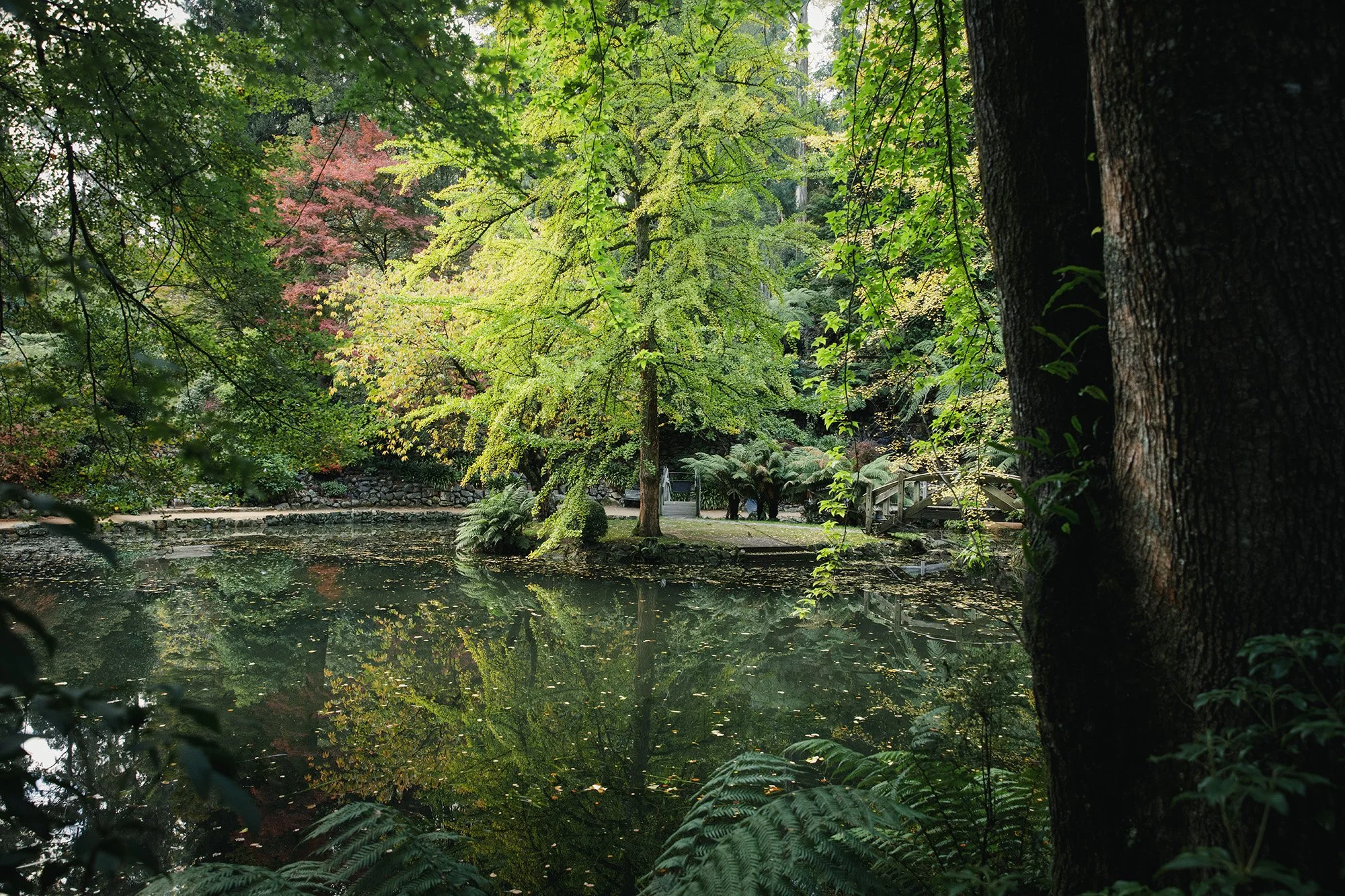 Parks Victoria Dandenong Ranges 053A3766.jpg