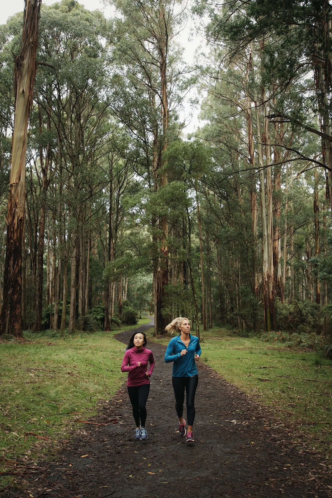 Parks Victoria Dandenong Ranges 053A3173.jpg