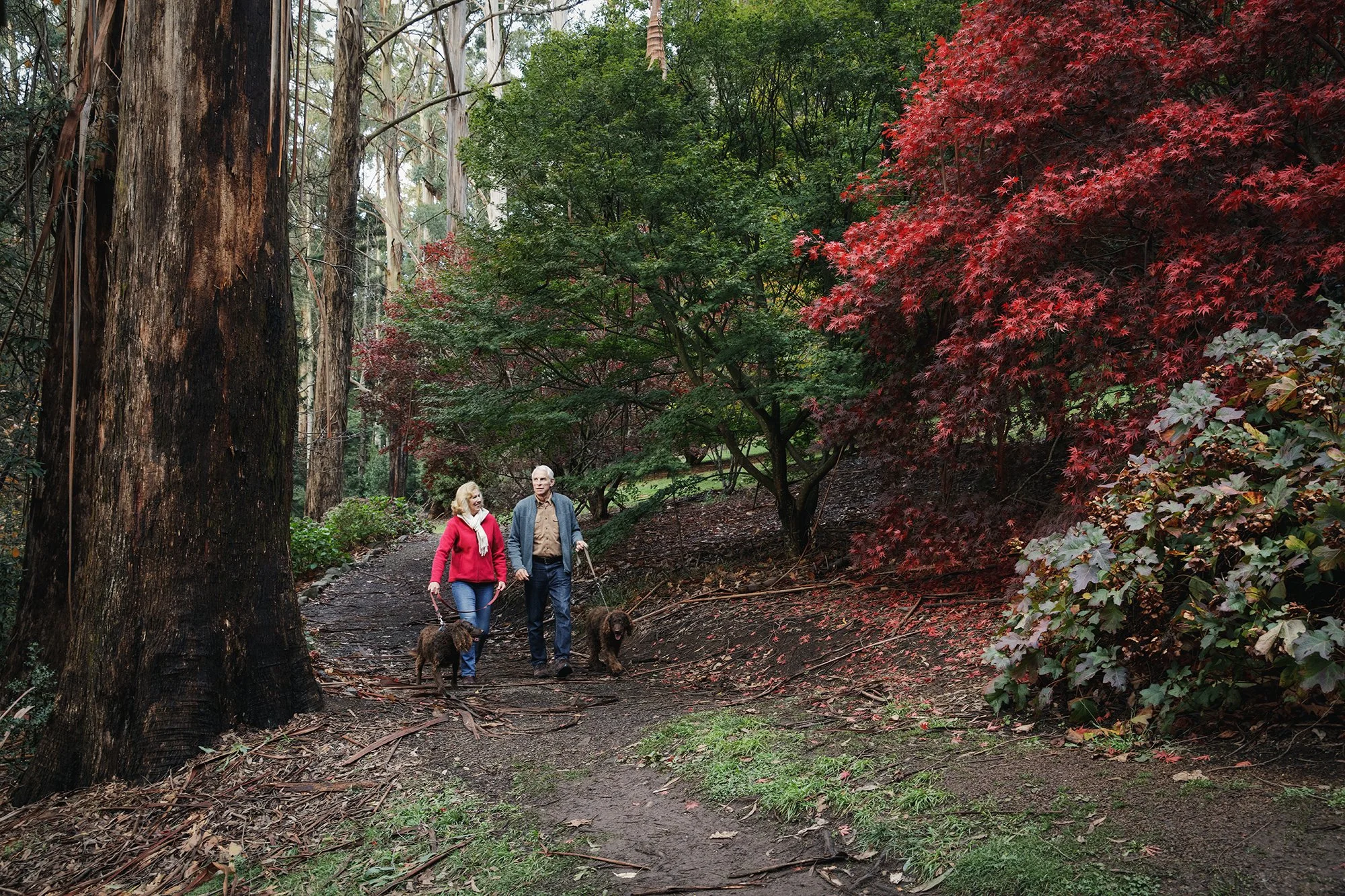 Parks Victoria Dandenong Ranges 053A3781.jpg