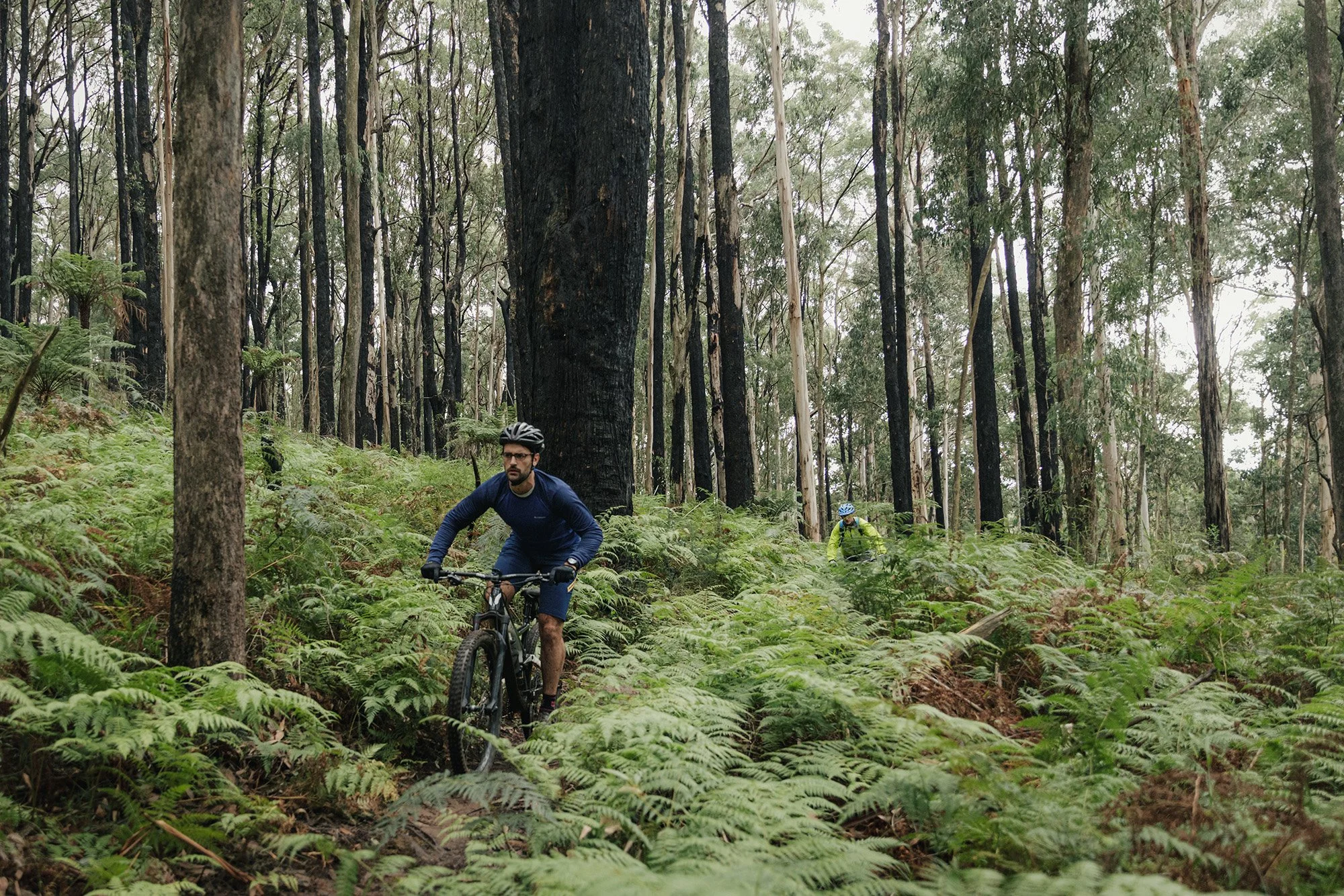 Parks Victoria Dandenon Ranges 053A3924.jpg