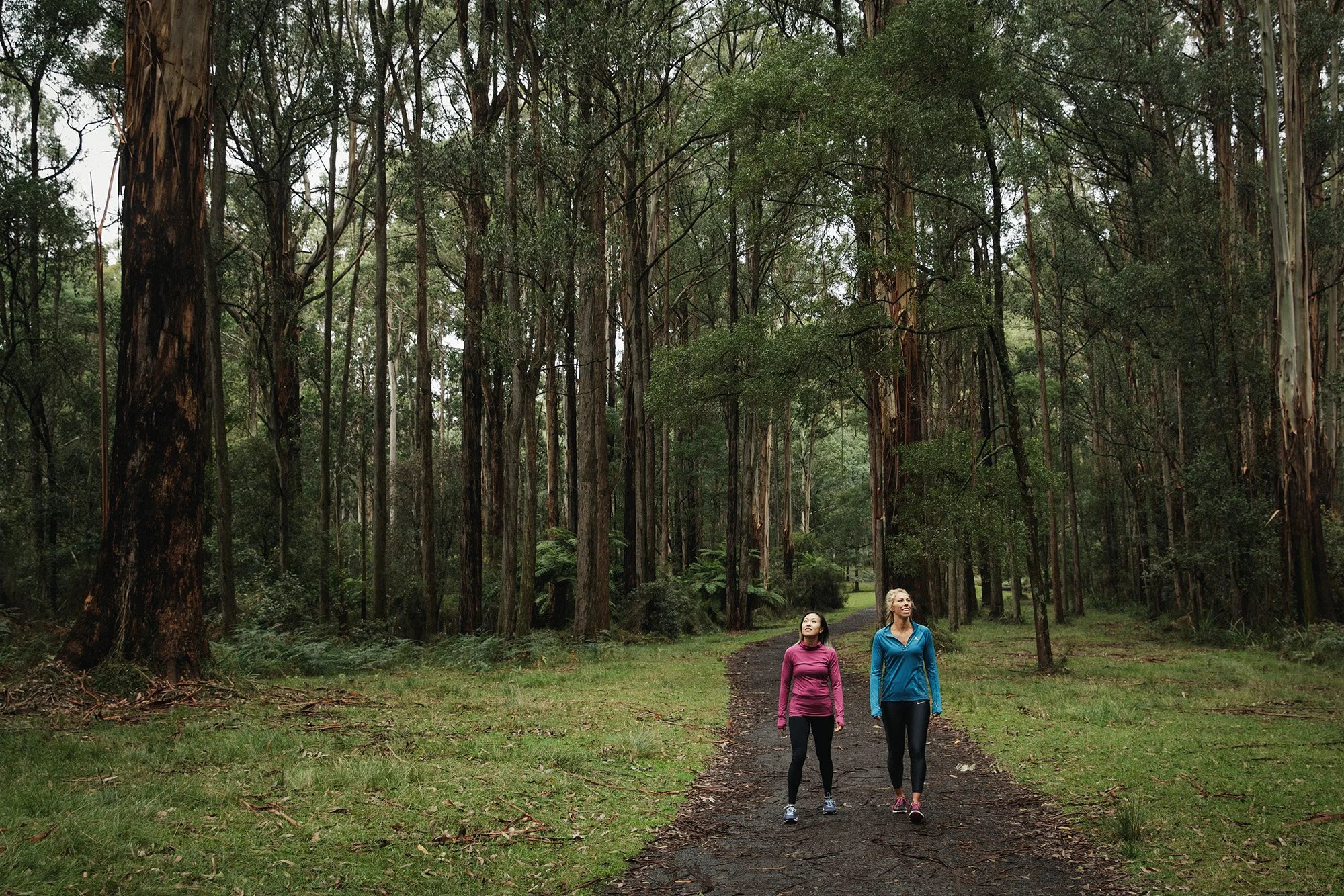 Parks Victoria Dandenong Ranges 053A3238.jpg