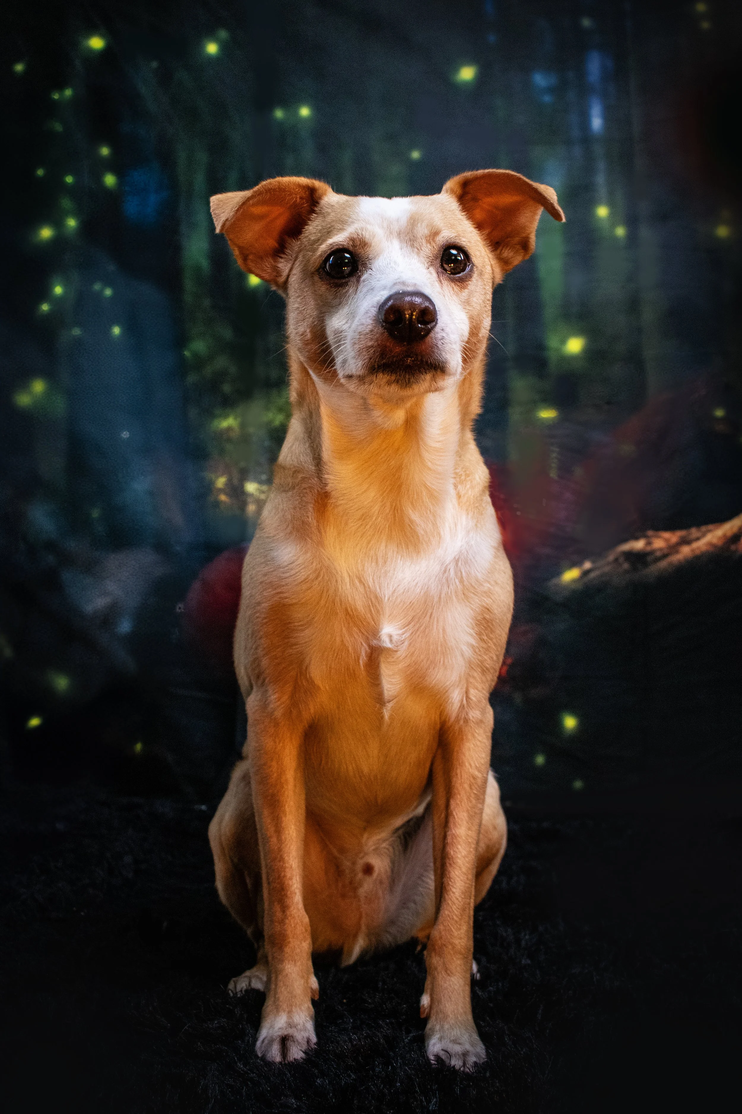 Barkley Fireflies.jpg