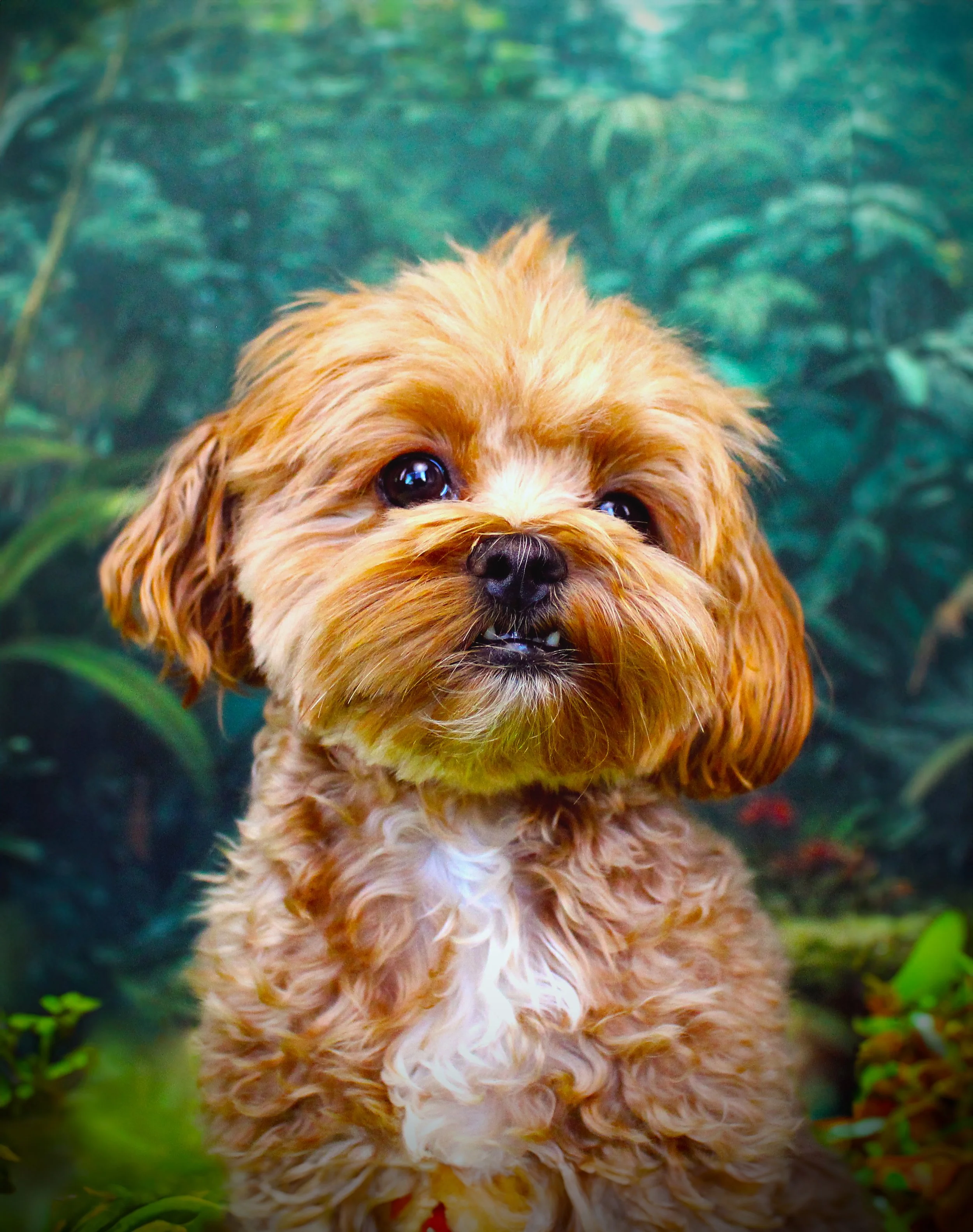 Ziggy Jungle Closeup.jpg