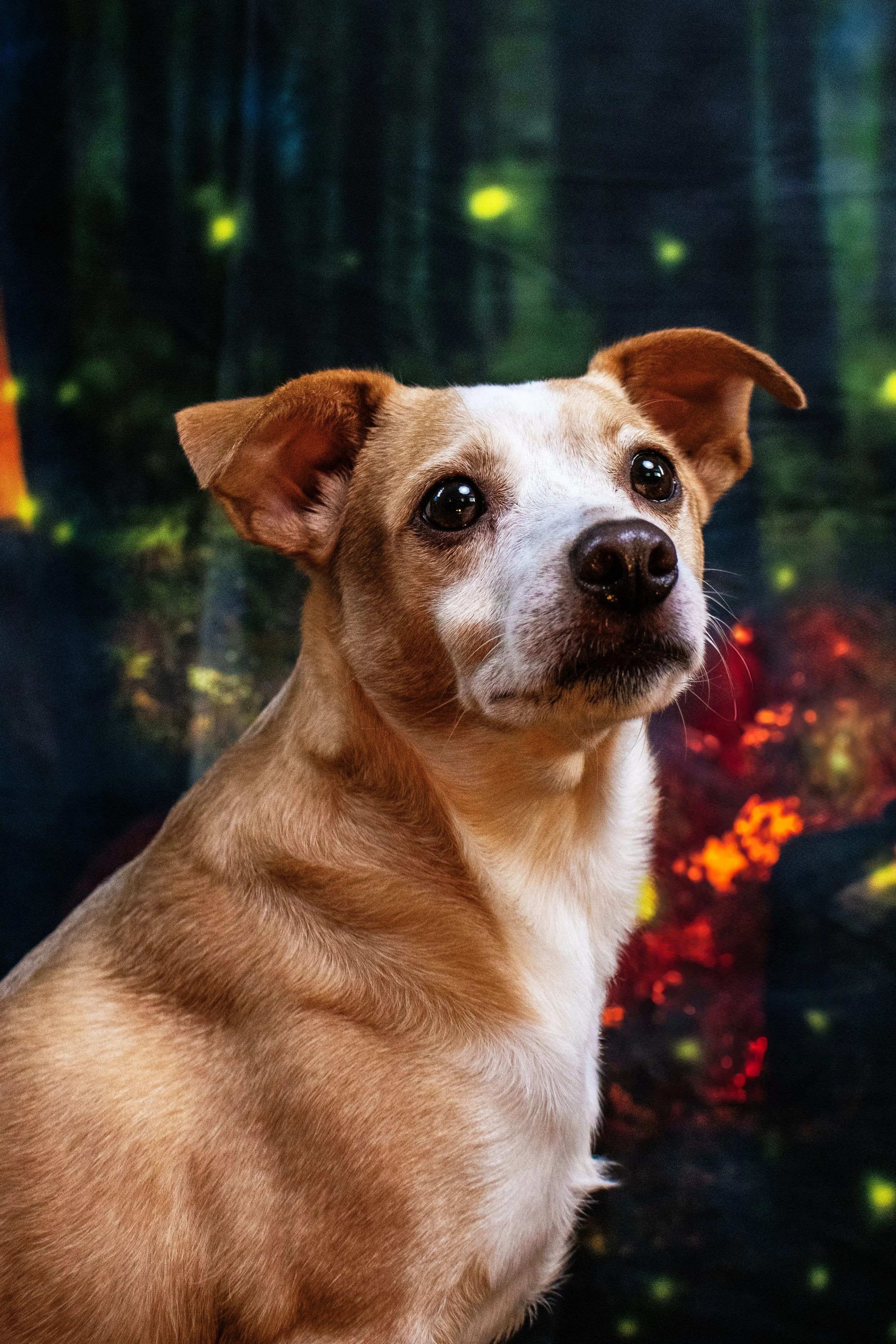 Barkley Fireflies Closeup.jpg