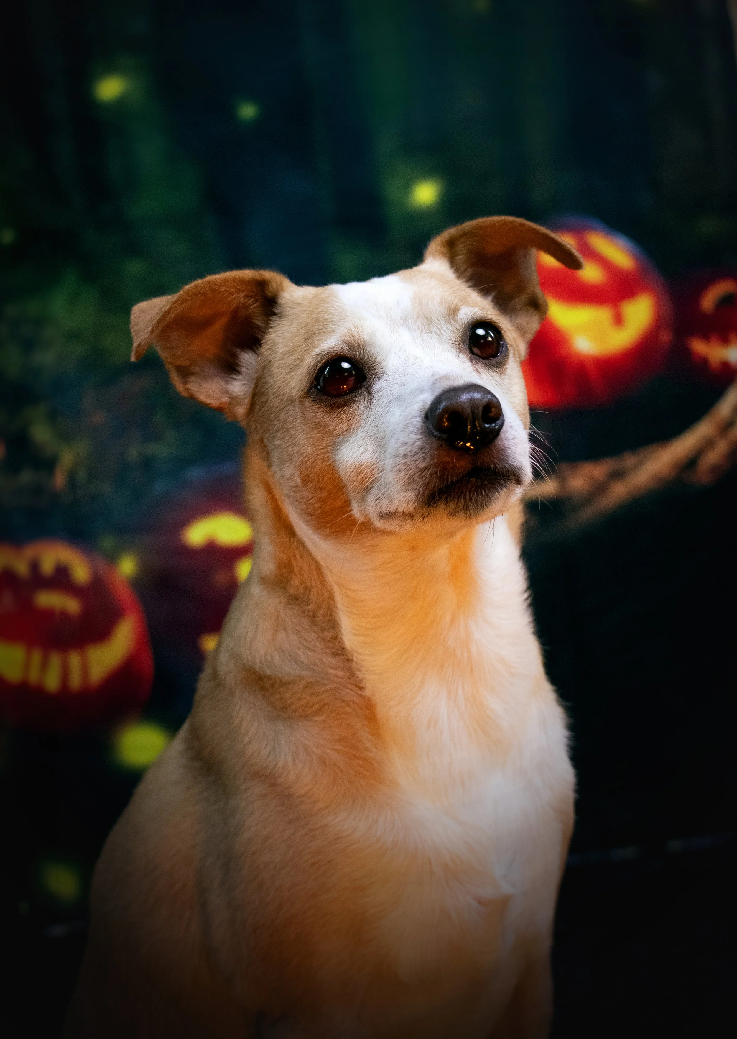 Barkley Halloween.jpg