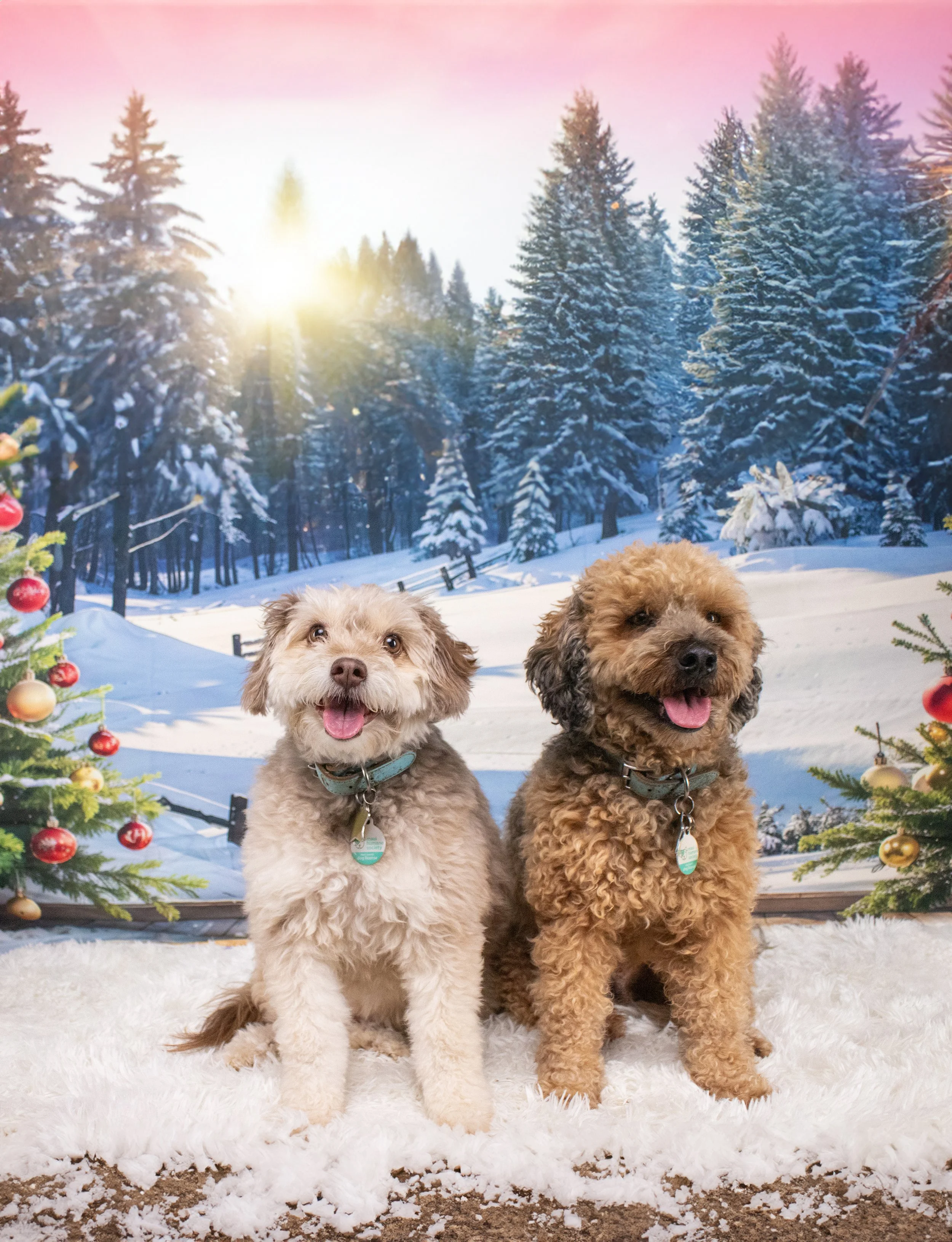 Kawika and Otter Winter.jpg