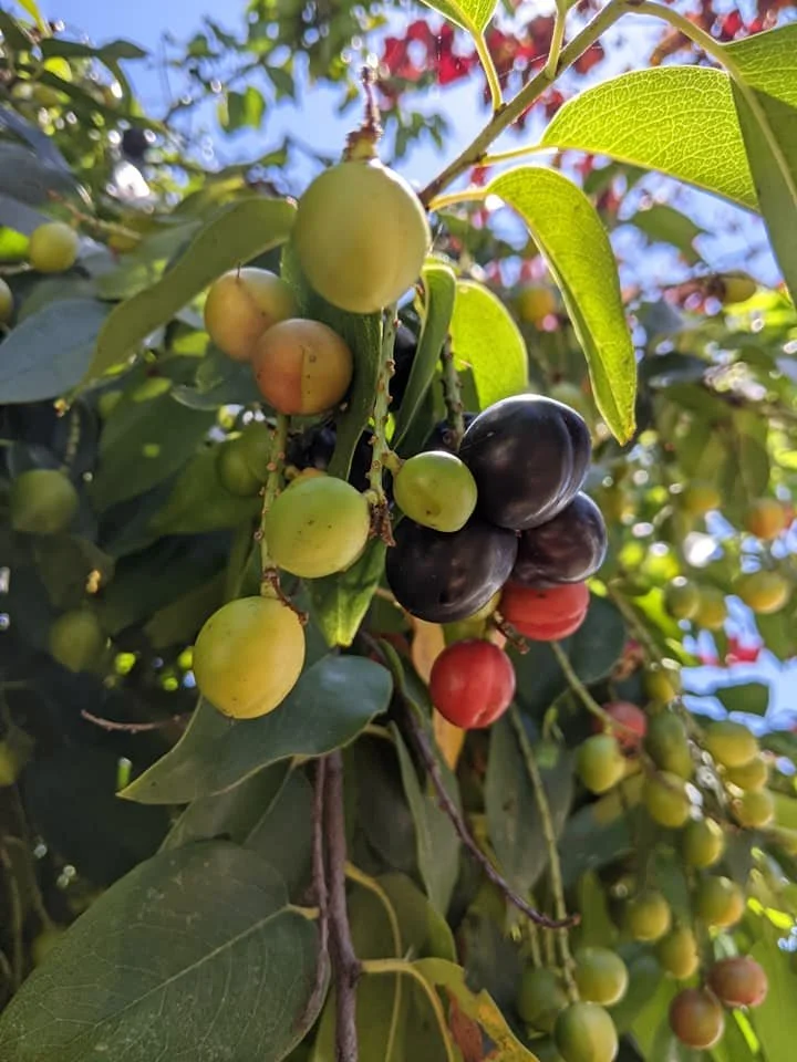 plum.jpg