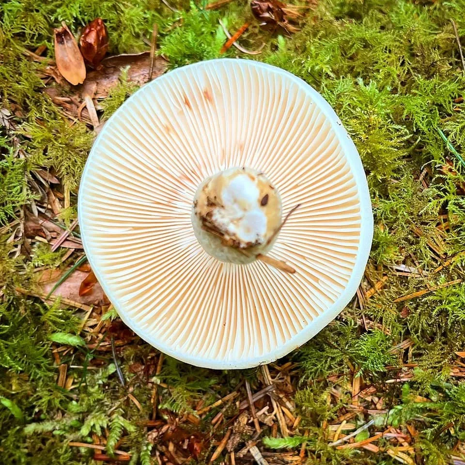 shroom.jpg