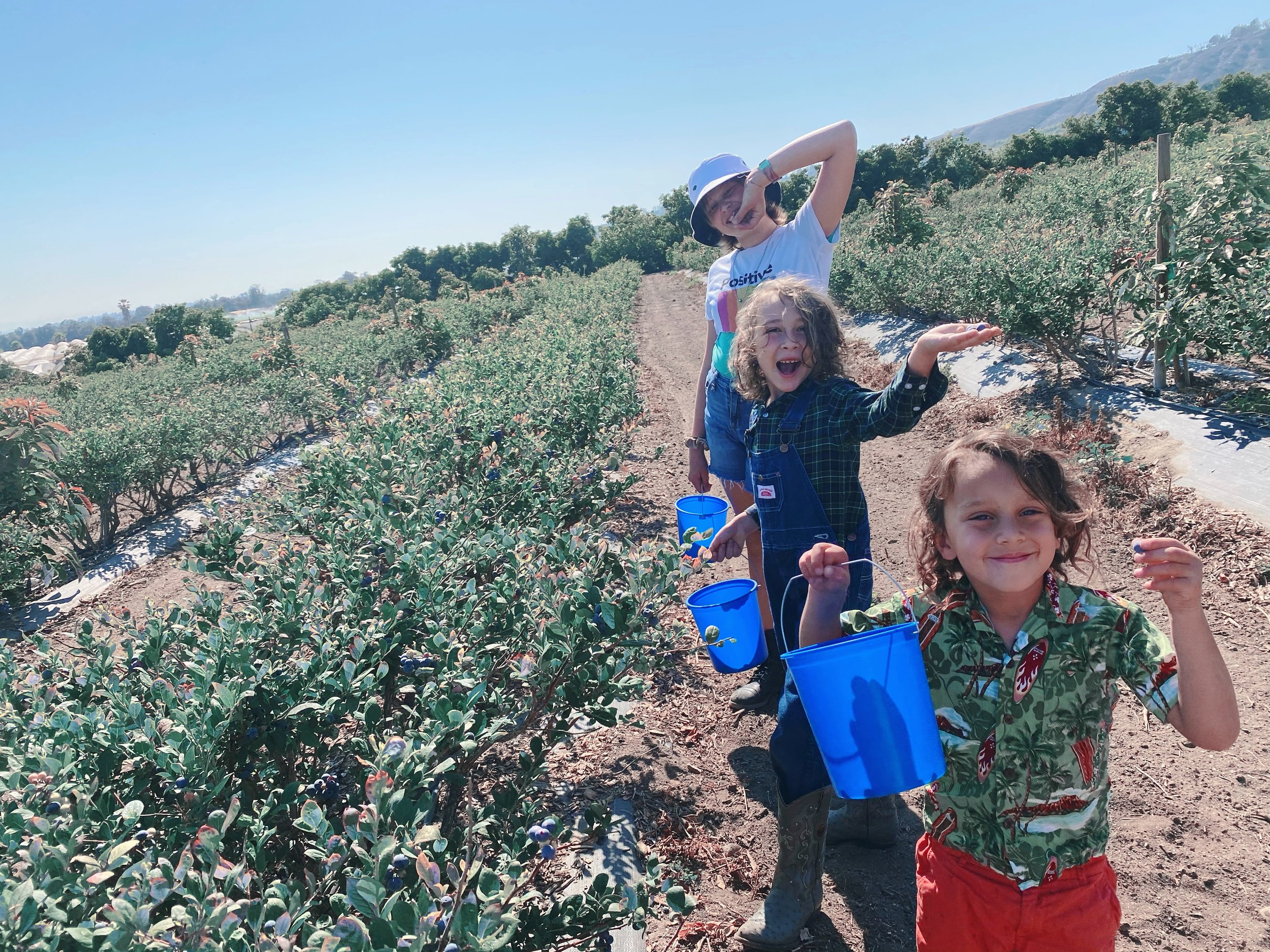 Picking blueberries!
