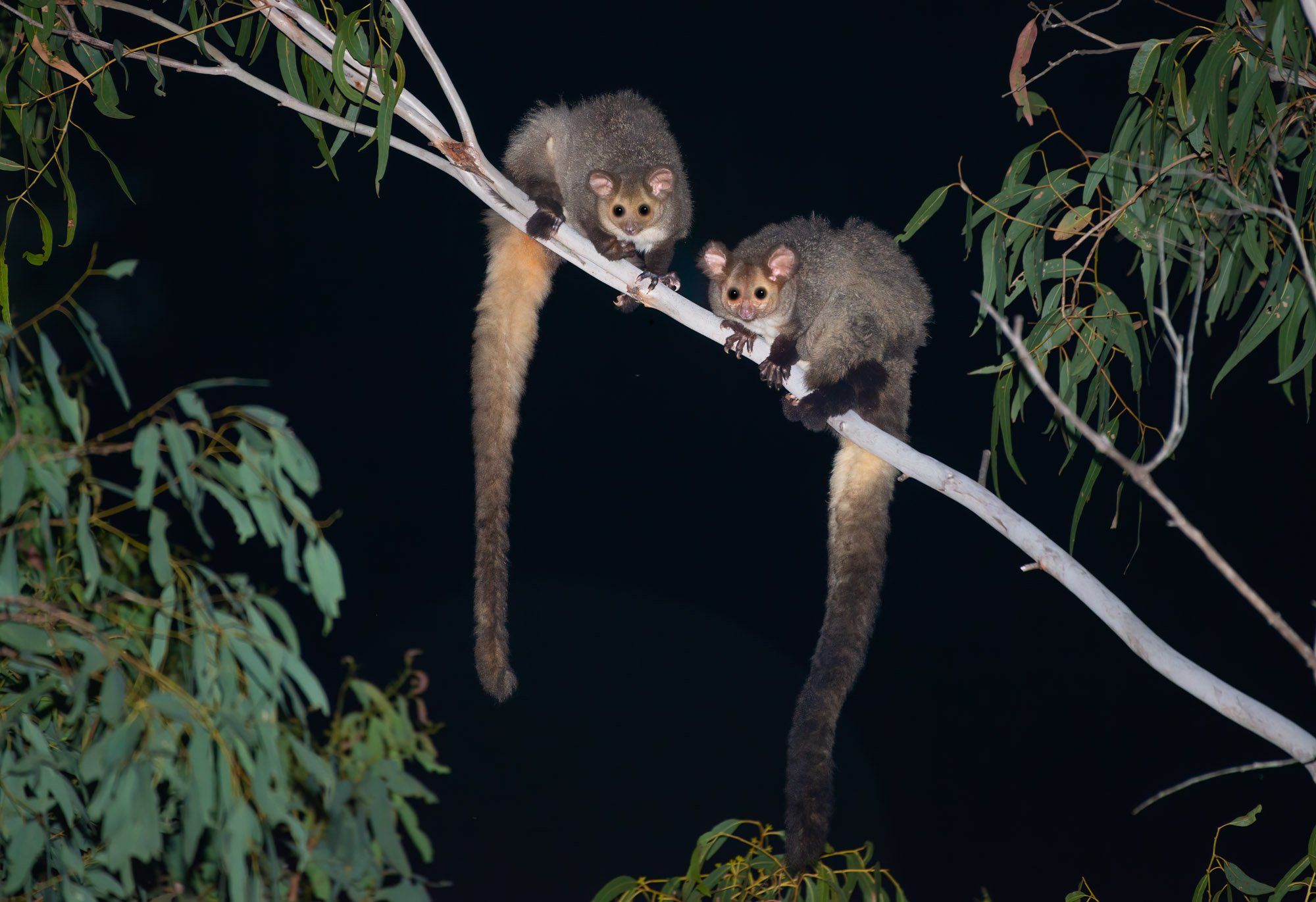 Greater Gliders found at Lotus Creek wind farm site.