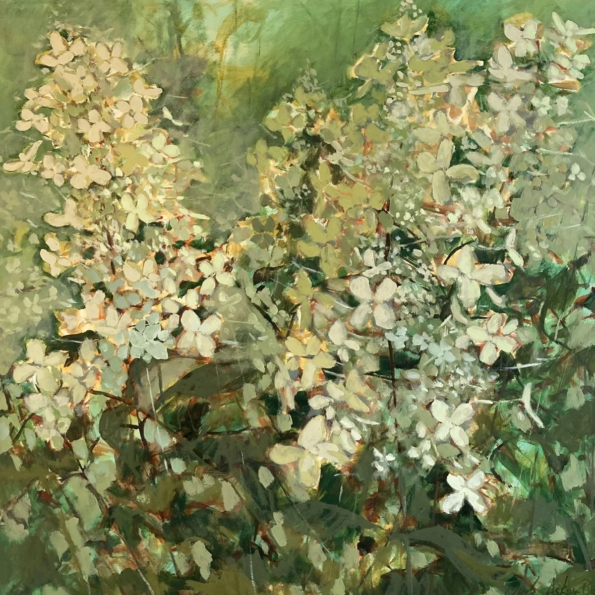 Hydrangea limelight - Jude Askey Brown.JPEG