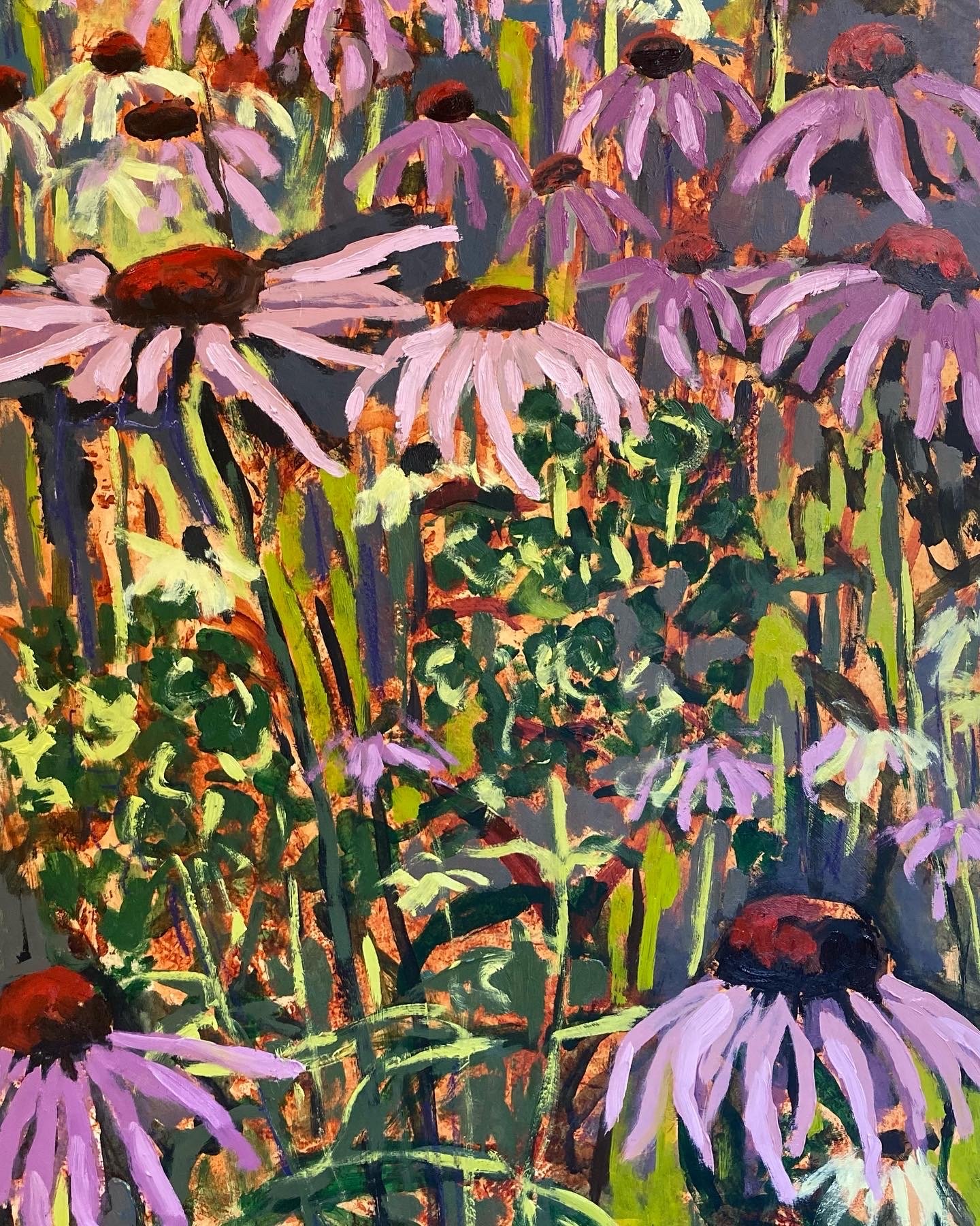 Echinacea 1.JPG