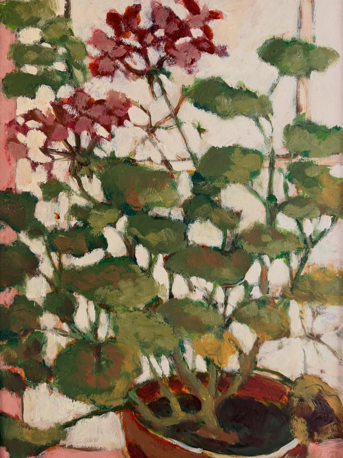 I&rsquo;m repotting my overwintered pelargoniums this weekend after seeing a great post by Josie on how to do this @sarahravensgarden 

If you would like to see a selection of my pelargonium paintings they are on show @kata.jewellery in Tunbridge Wel