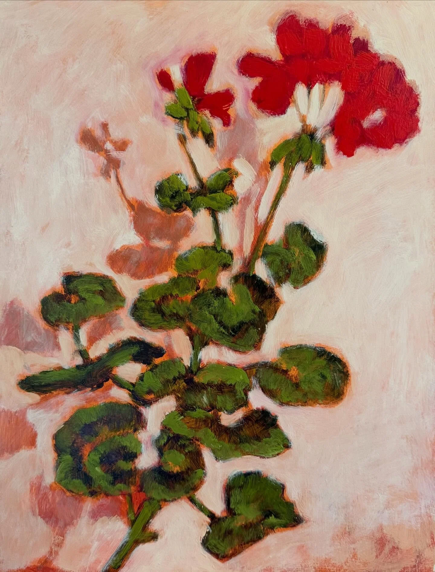Pelargonium studies 30cm x40cm

I&rsquo;ll have a series of studies available @botanical.artfair , I spend a lot of time in the green house or in the garden painting studies for my larger work. 
#judeaskeybrown #pelargonium #pelargoniumart #geraniums