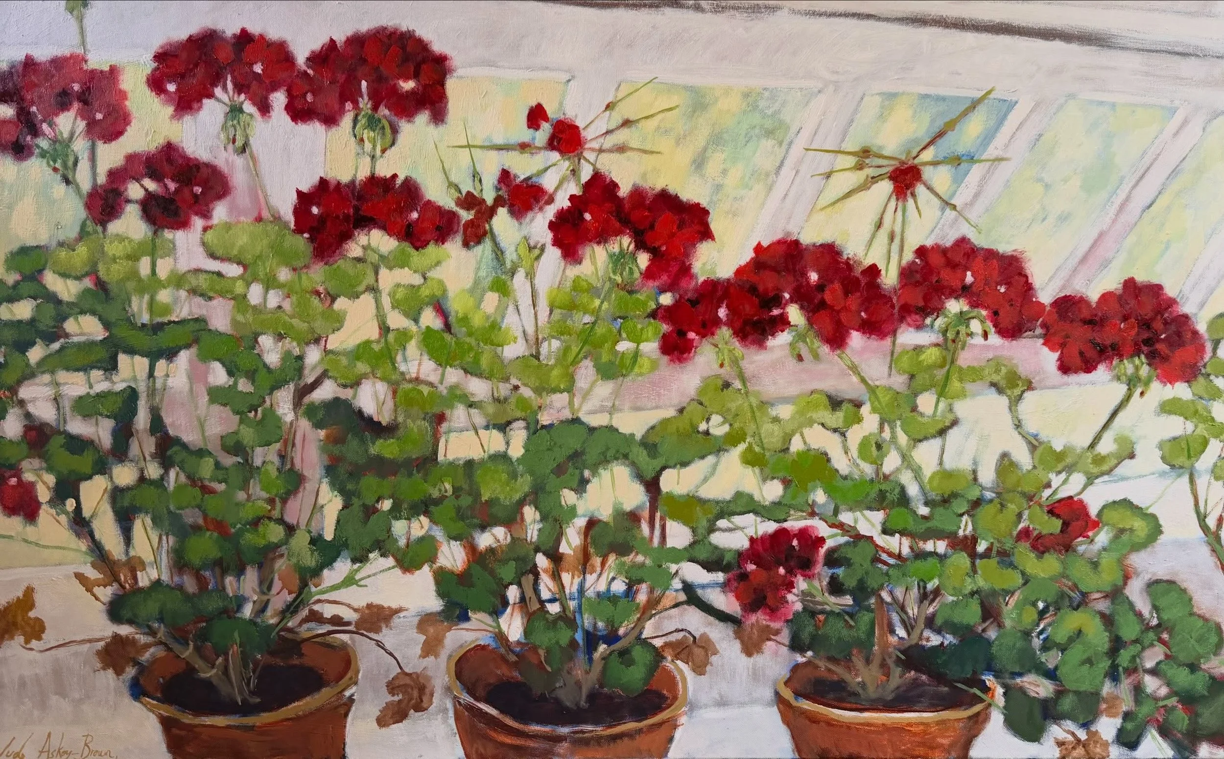 &lsquo;Pelargoniums in bloom&rsquo;
It&rsquo;s been a great year for my pelargoniums, these are from the greenhouses @godintonhouse For me they have a deep connection with my Grandfather and are a reminder of his garden in the summer holidays, with d