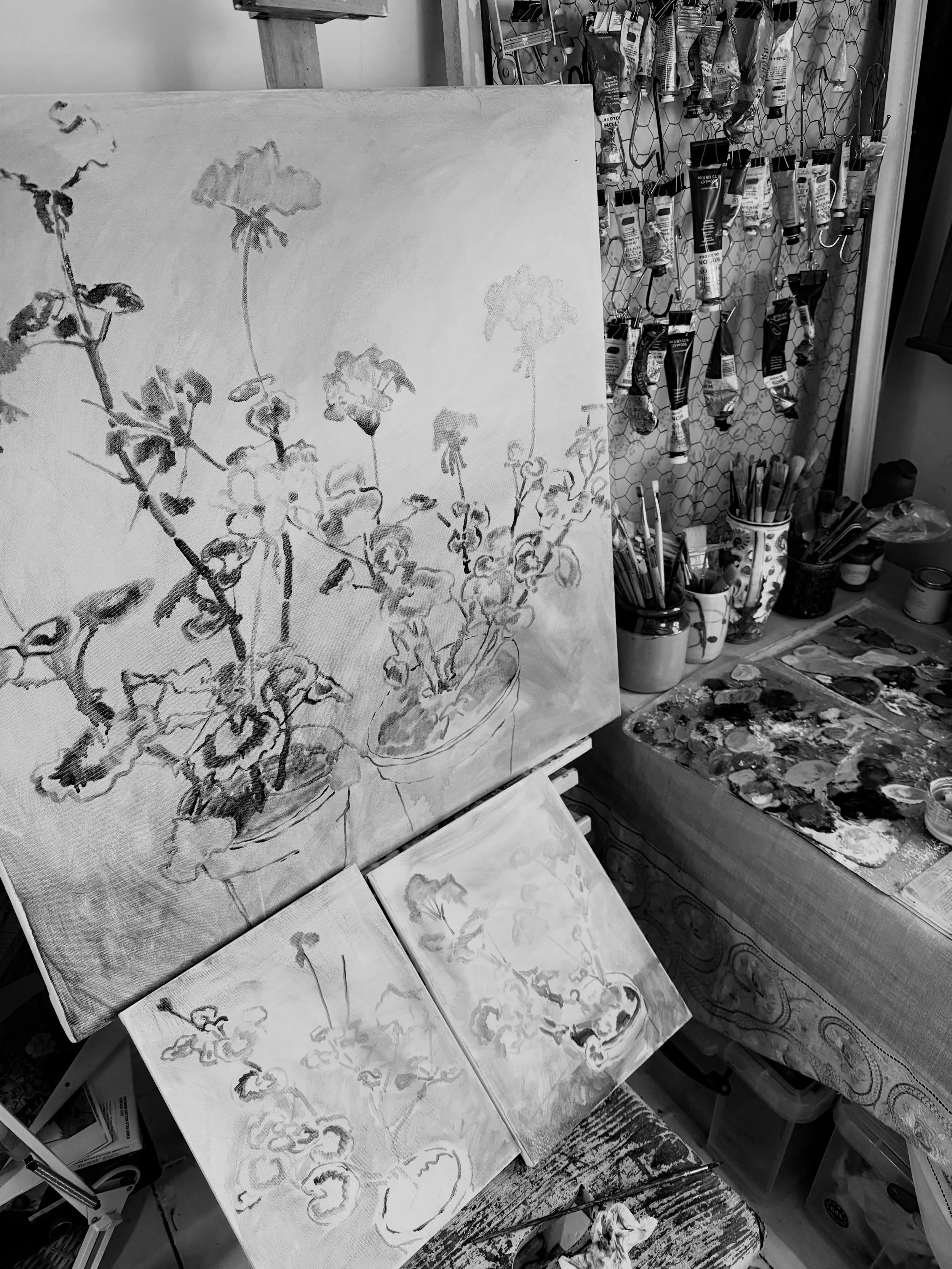 I spend a lot of time drawing.
Why? Because I want to try and capture the structure of each pelargonium especially the leggy ones in the window. I really love the gaps between the stems and leaves, like a ladder reaching for the light. The final pain