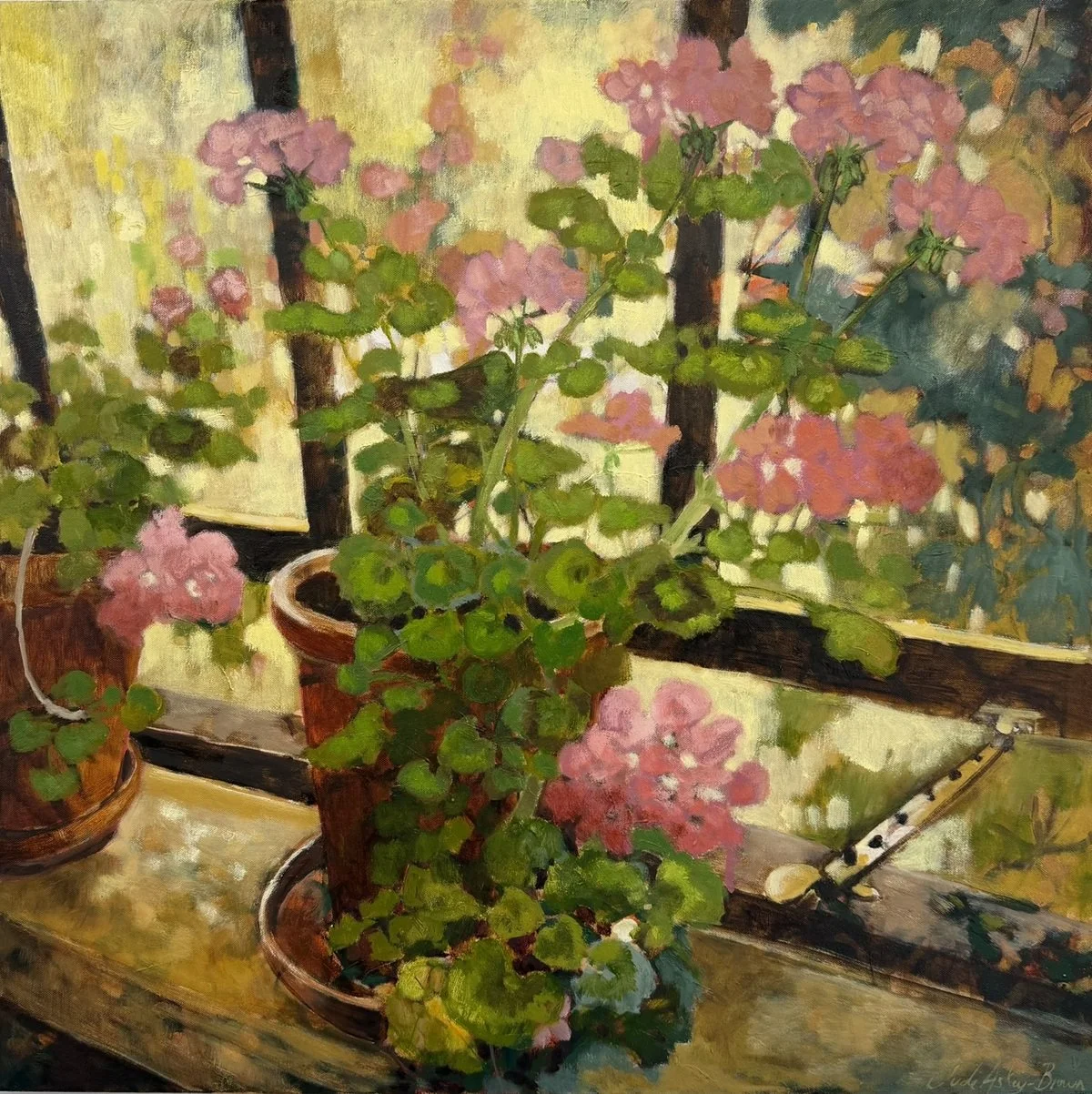 Pelargonium at Godinton