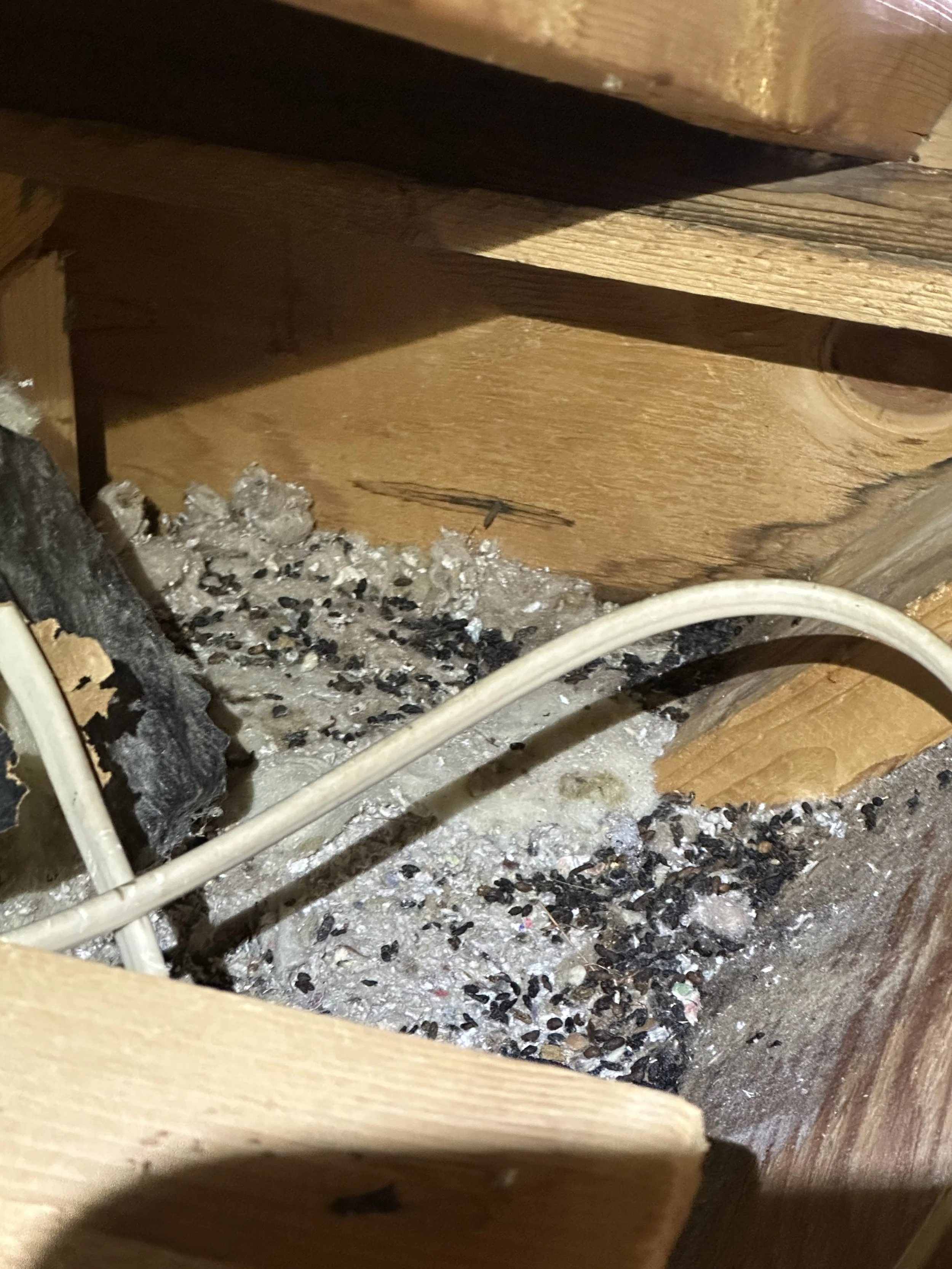 Squirrel entry point or attic evidence found during inspection