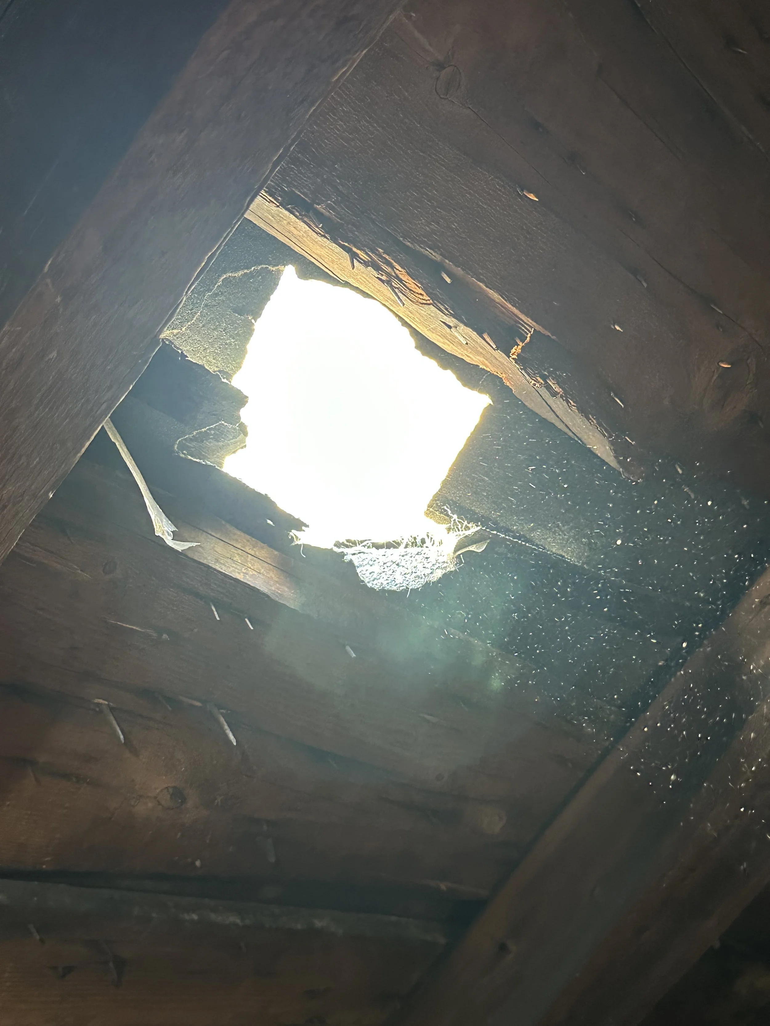 Raccoon entry point or attic evidence found during inspection