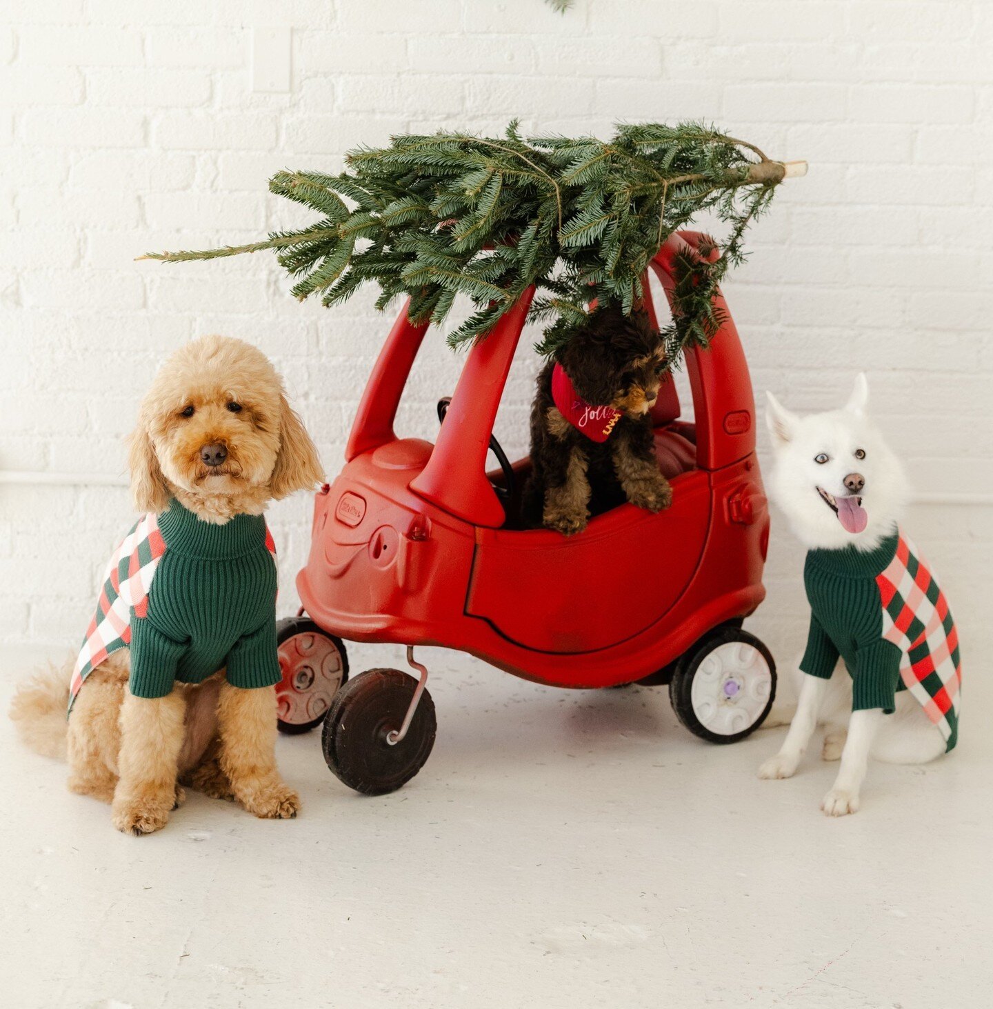 🎀✨🎀✨ Congrats to @shoplunaas on the launch of their Holiday '23 Sweater collection! We have loved working with all the adorable fit models on this project. The sweaters are made from super soft, fluffy yarns that keep your pup cozy and warm at any 