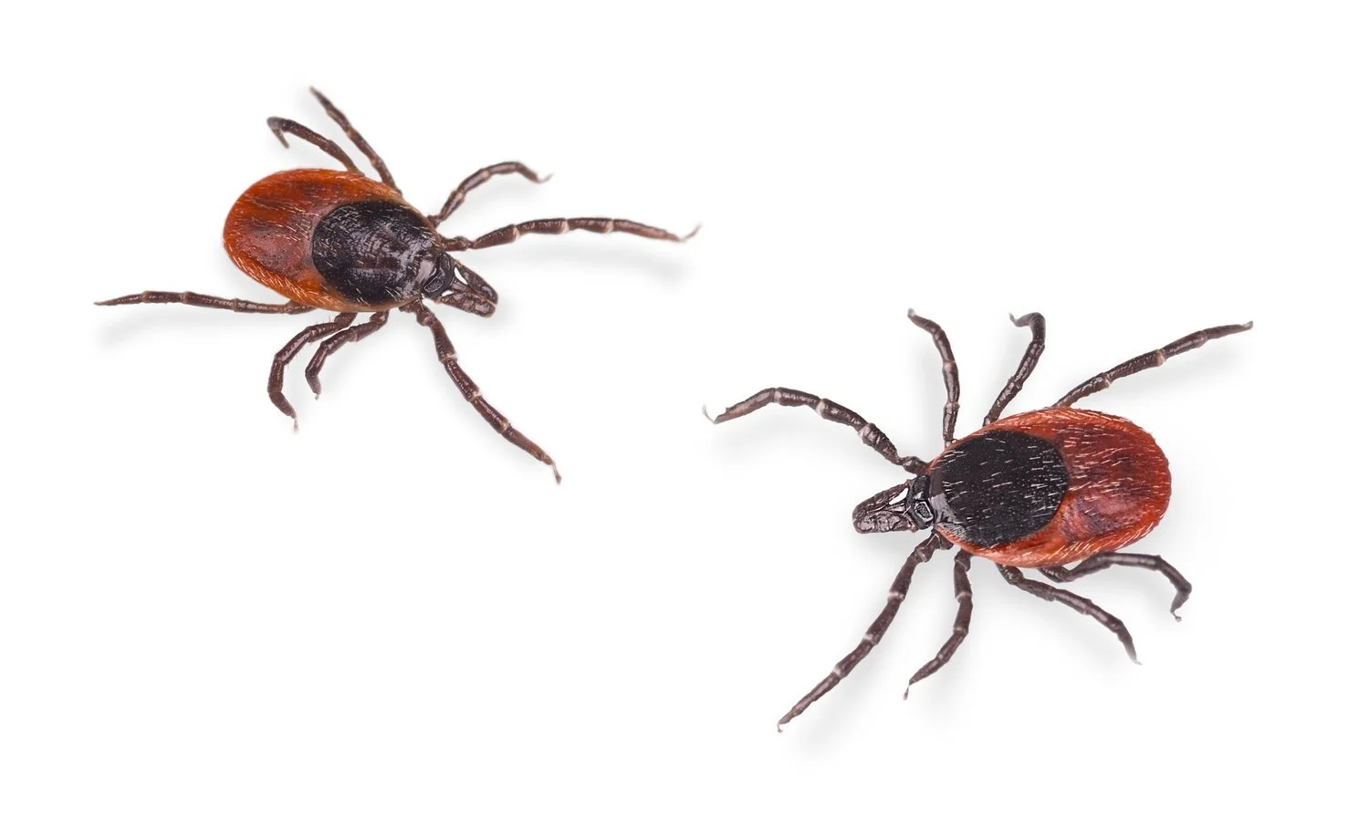 Innovative Lyme disease diagnostics extension of standard analysis