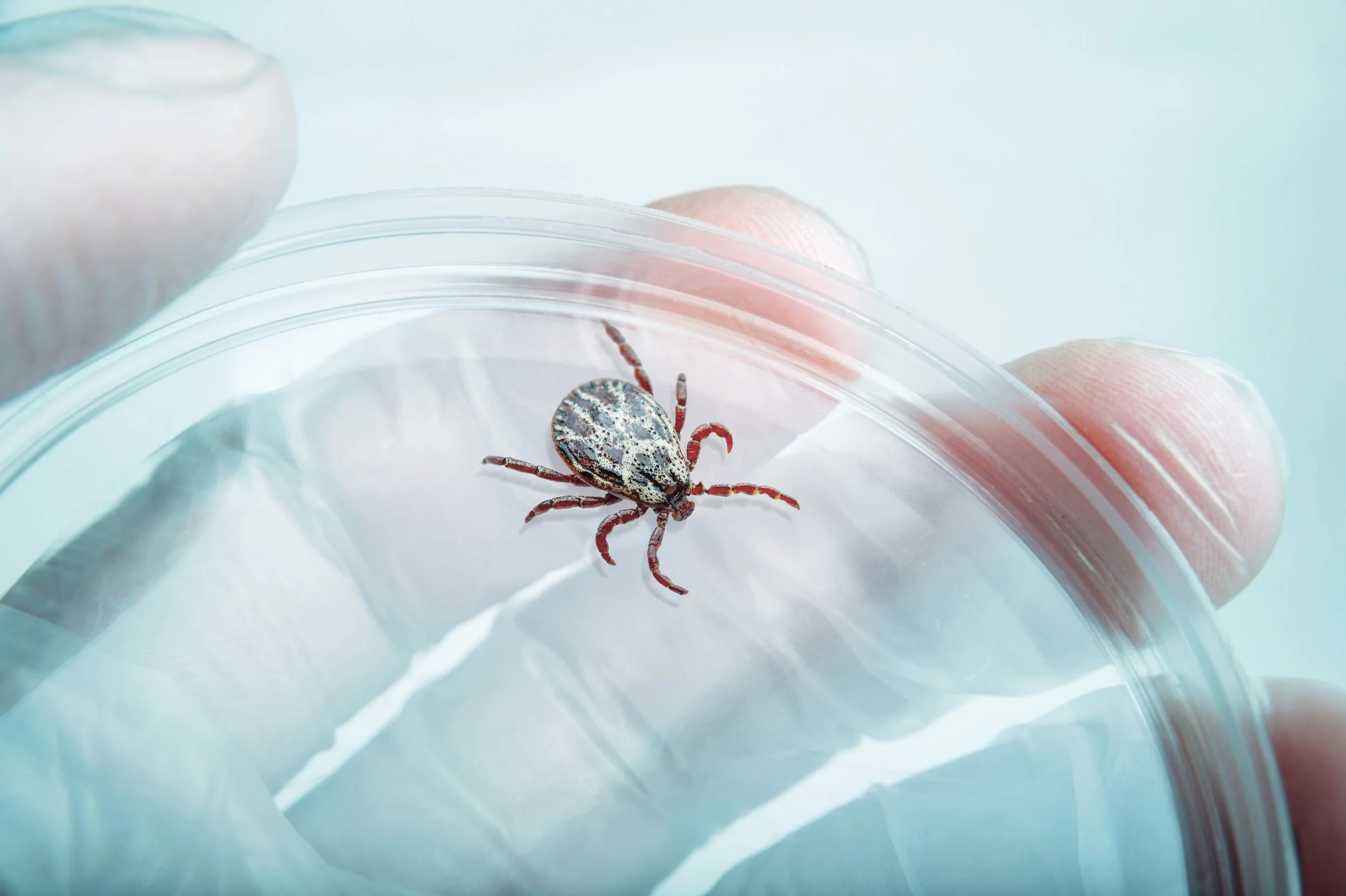 Innovative Lyme disease diagnostics extension of standard analysis