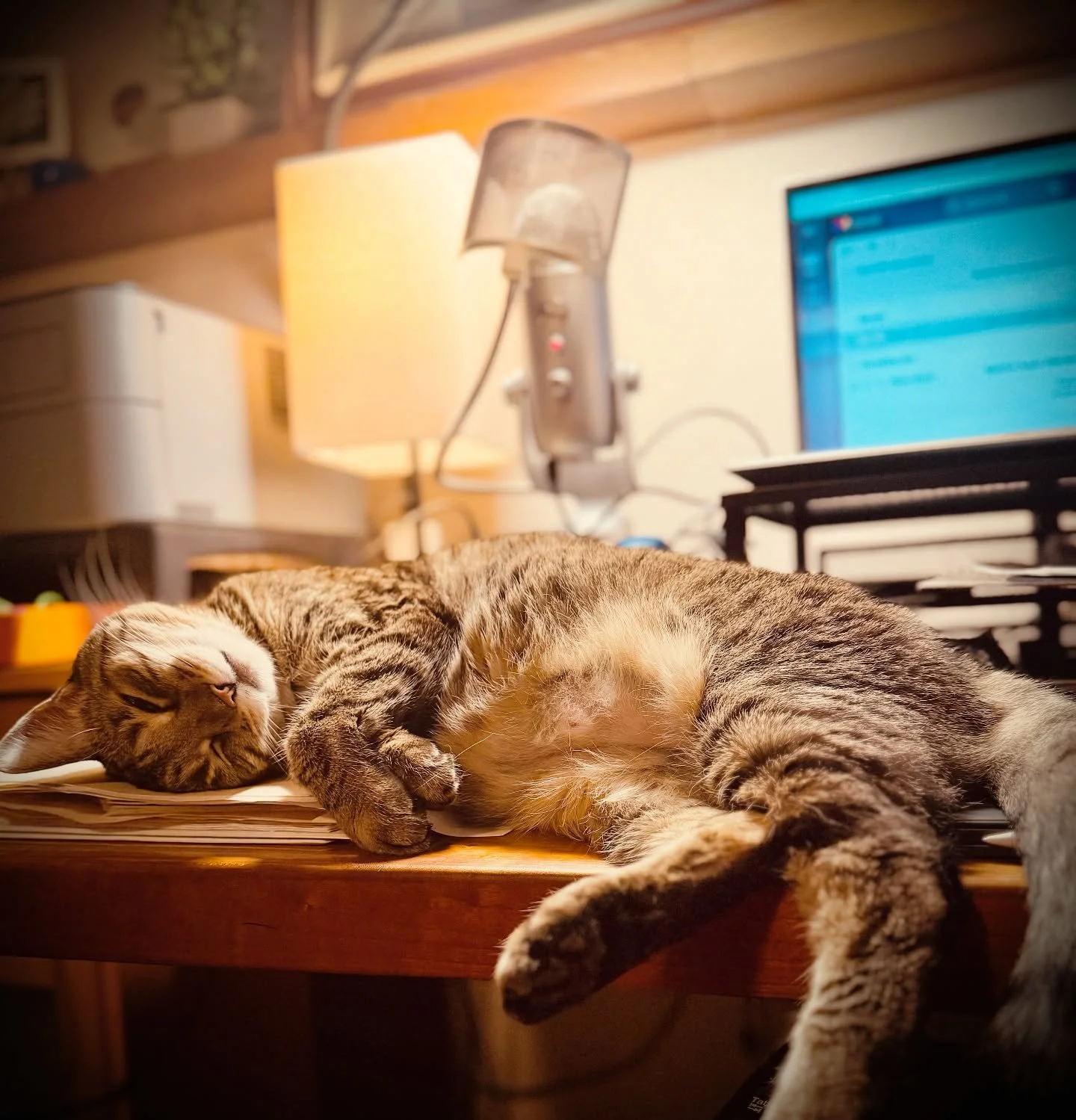 Bella #studiocat asleep on the job. 💕💕💕