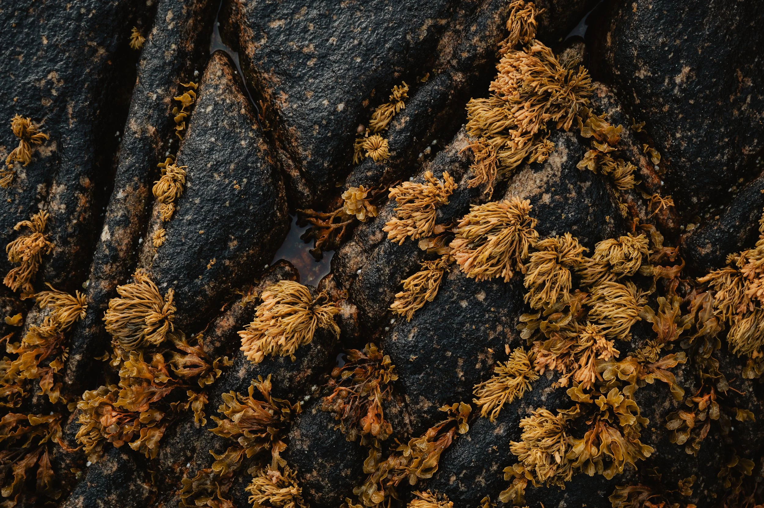 LofotenSeaweed-34.jpg