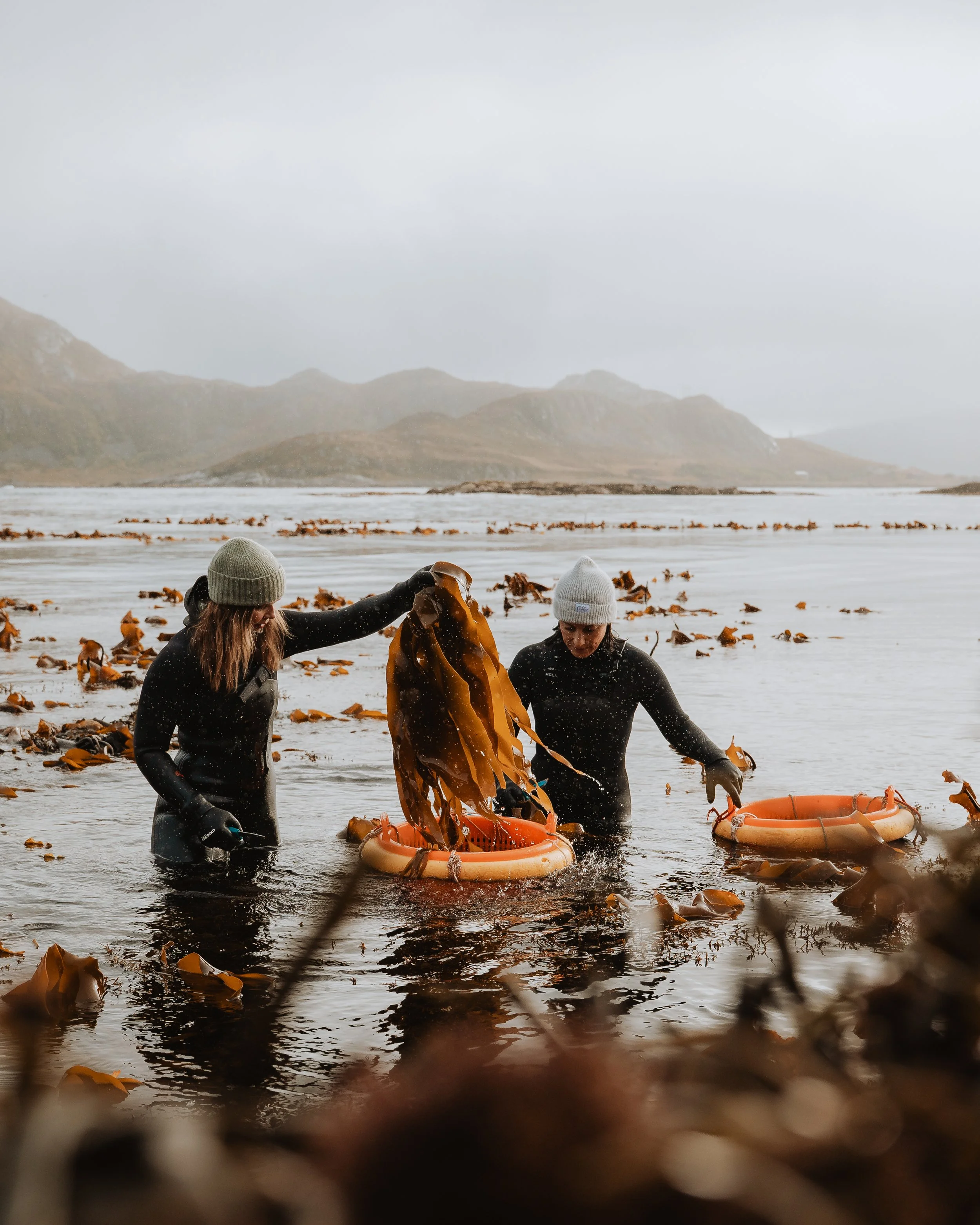 LofotenSeaweed-29.jpg