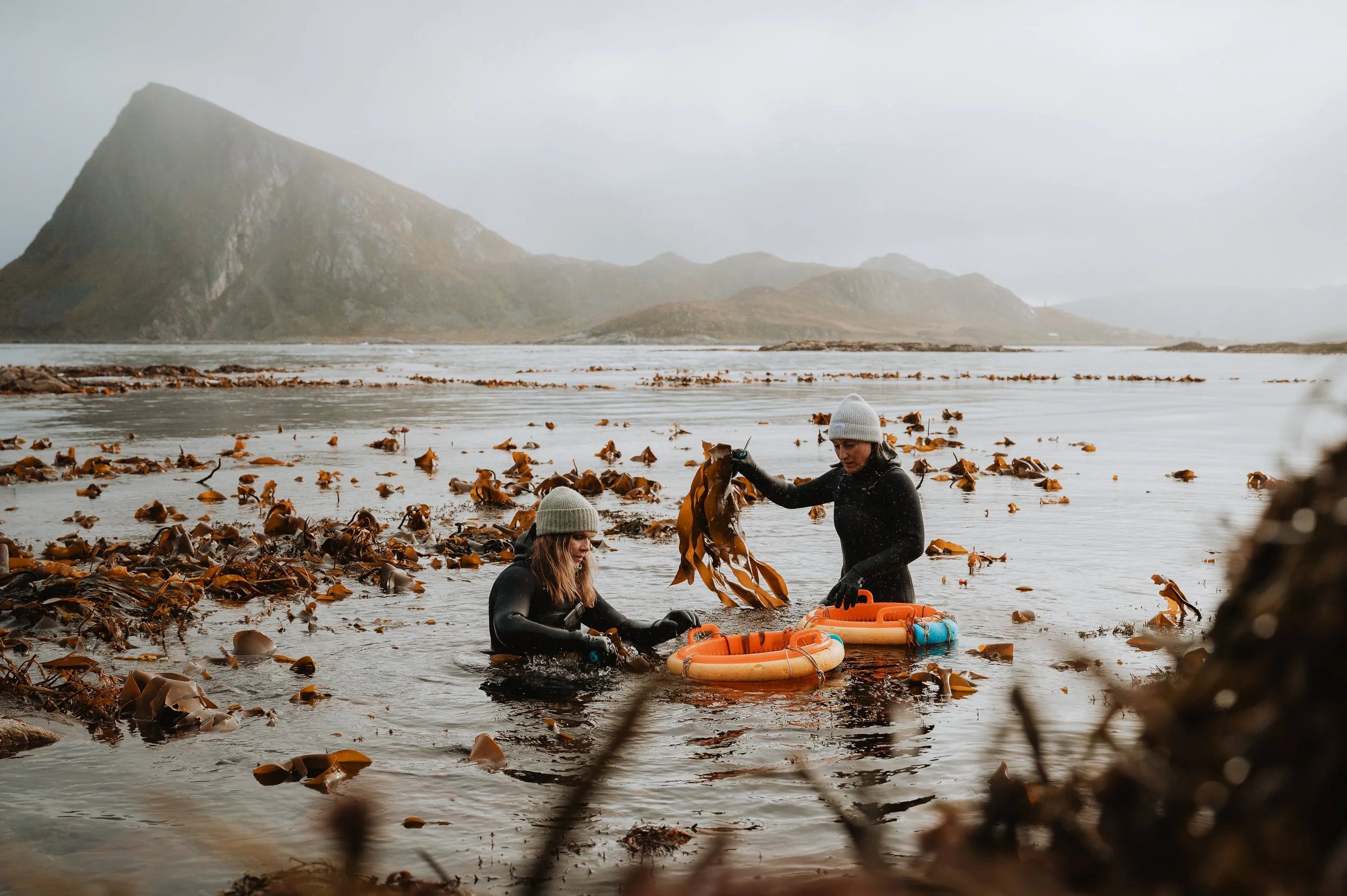 LofotenSeaweed-28.jpg